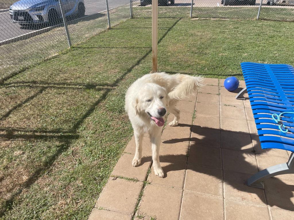 Enlarge Lincoln, a Adopted Great Pyrenees in Belton, TX image 1/5