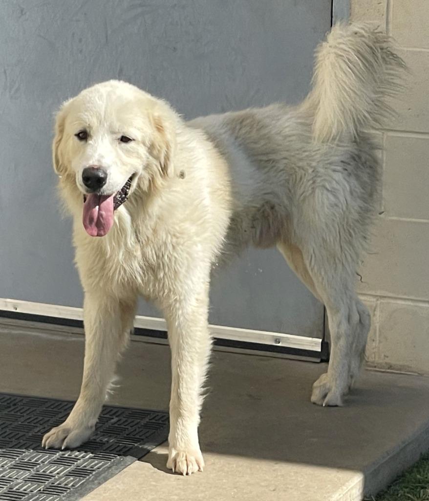 Enlarge Lincoln, a Adopted Great Pyrenees in Belton, TX image 2/5