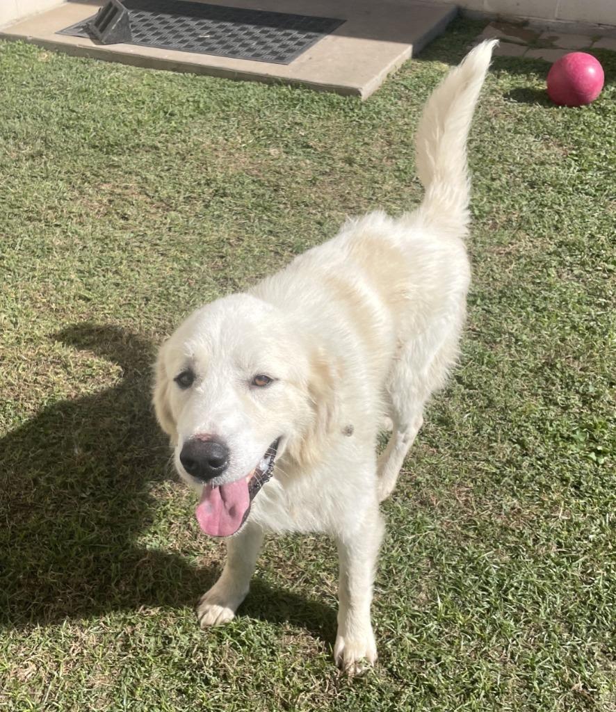 Enlarge Lincoln, a Adopted Great Pyrenees in Belton, TX image 3/5