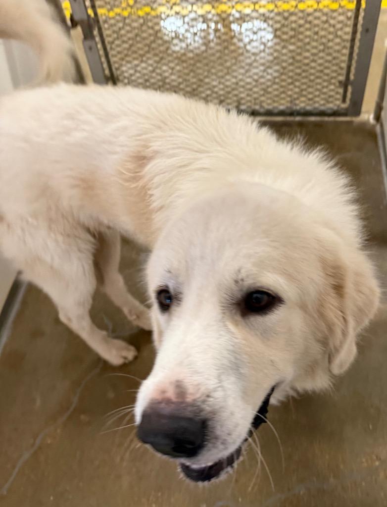 Enlarge Lincoln, a Adopted Great Pyrenees in Belton, TX image 4/5