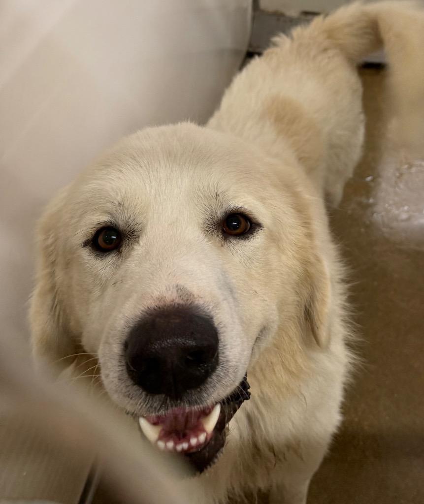 Enlarge Lincoln, a Adopted Great Pyrenees in Belton, TX image 5/5