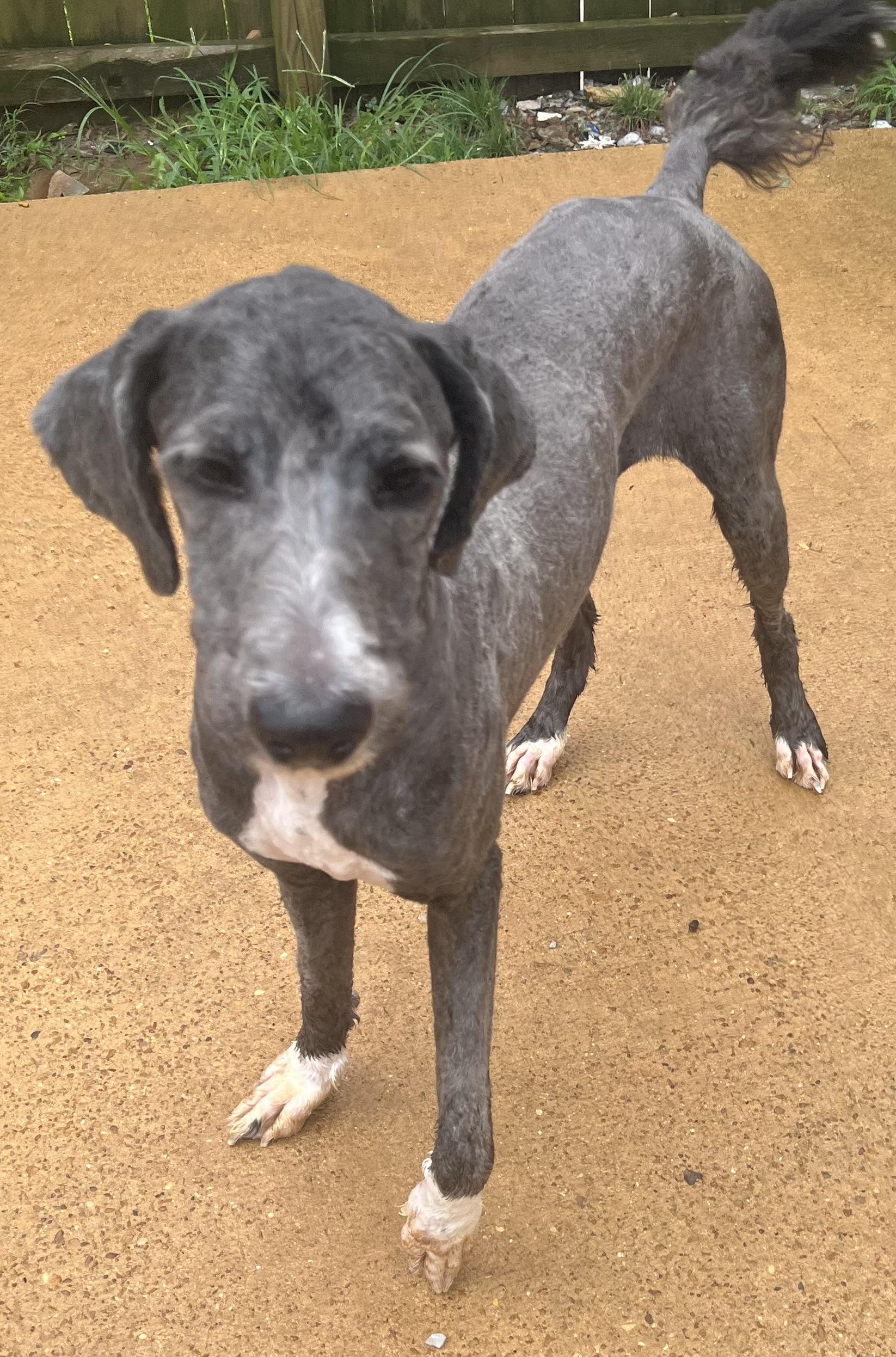 Daisy, Adult Female unknown