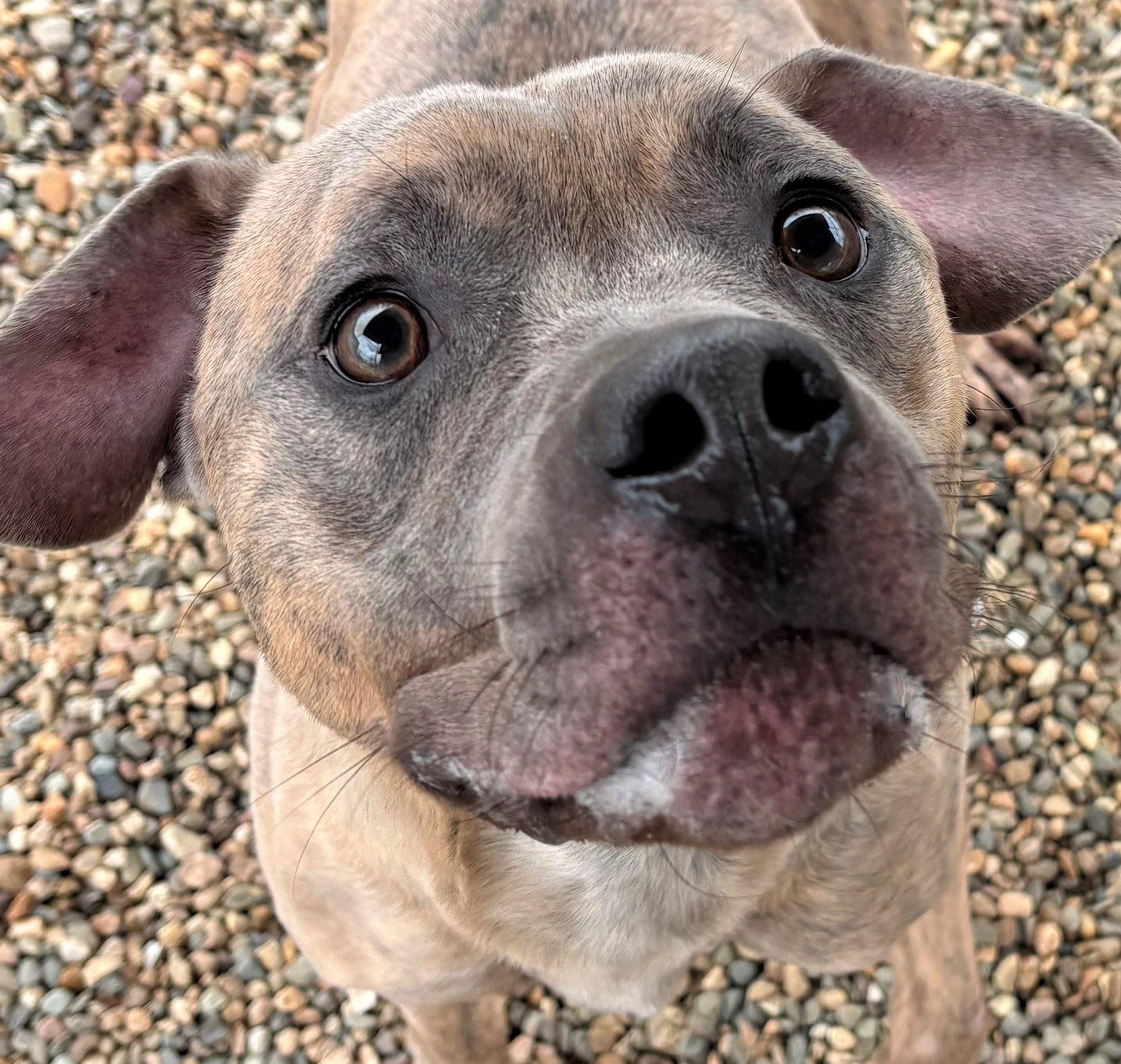 Enlarge Tiger, a ADOPTABLE mixed breed in Iowa City, IA image 3/3