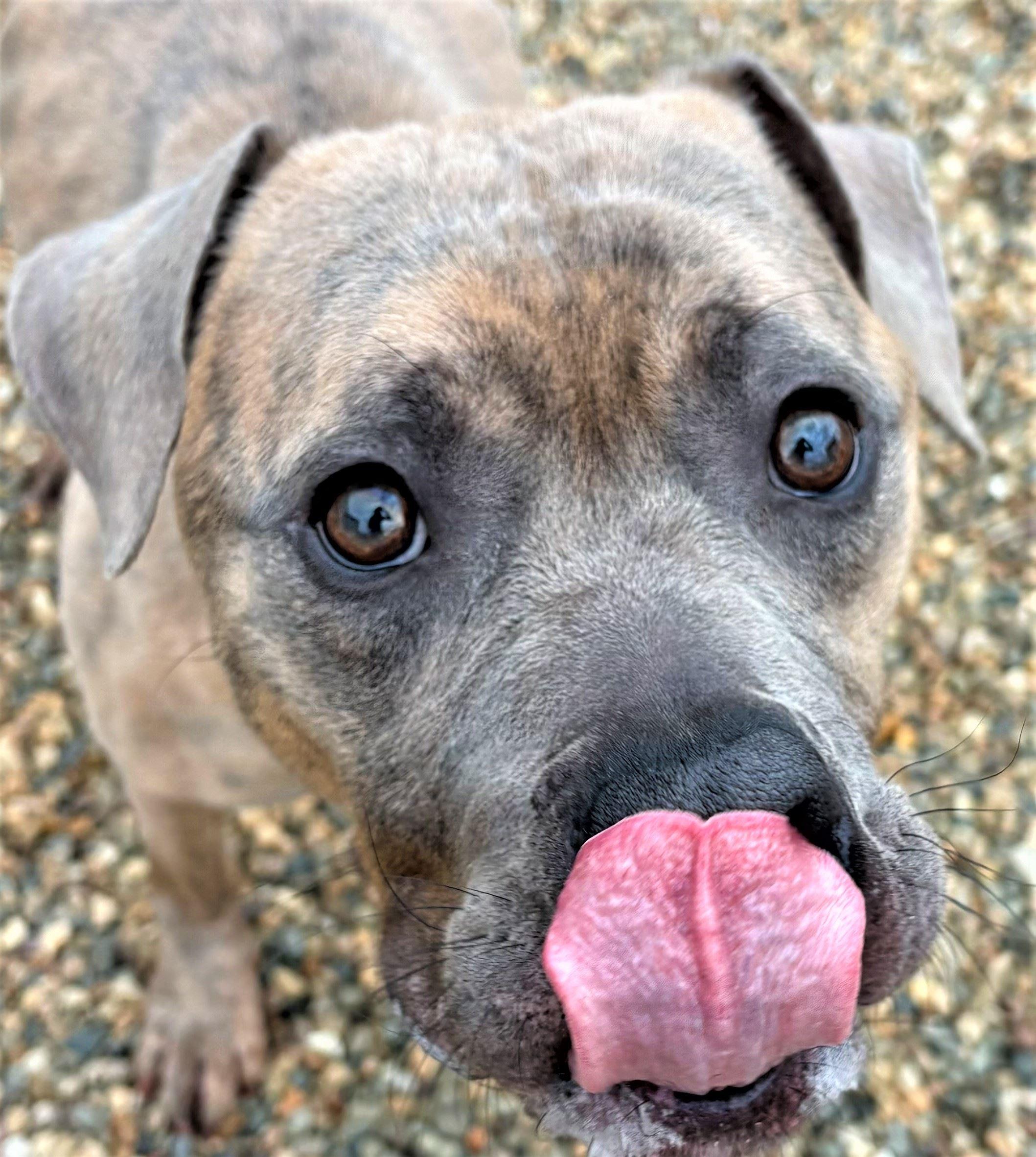 Enlarge Tiger, a ADOPTABLE mixed breed in Iowa City, IA image 2/3