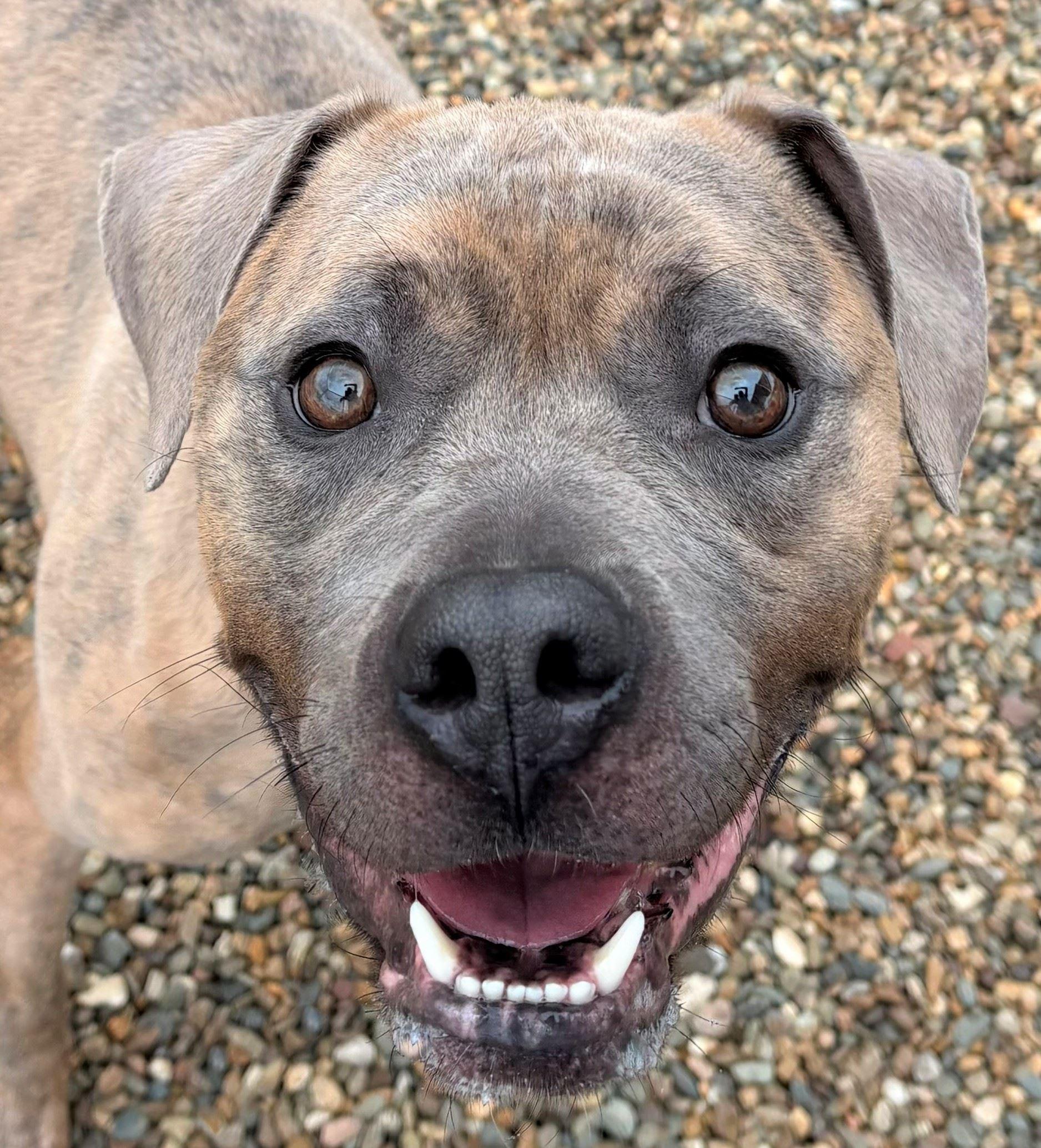 Enlarge Tiger, a ADOPTABLE mixed breed in Iowa City, IA image 1/3