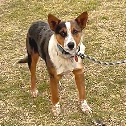Donnie, Adoptable, Young Male Australian Cattle Dog / Blue Heeler.