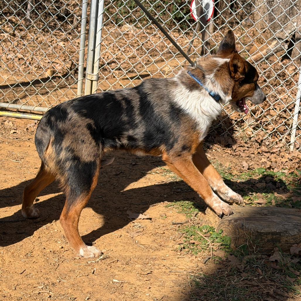 Enlarge Donnie, a Adoptable Australian Cattle Dog / Blue Heeler in Denison, TX image 1/4