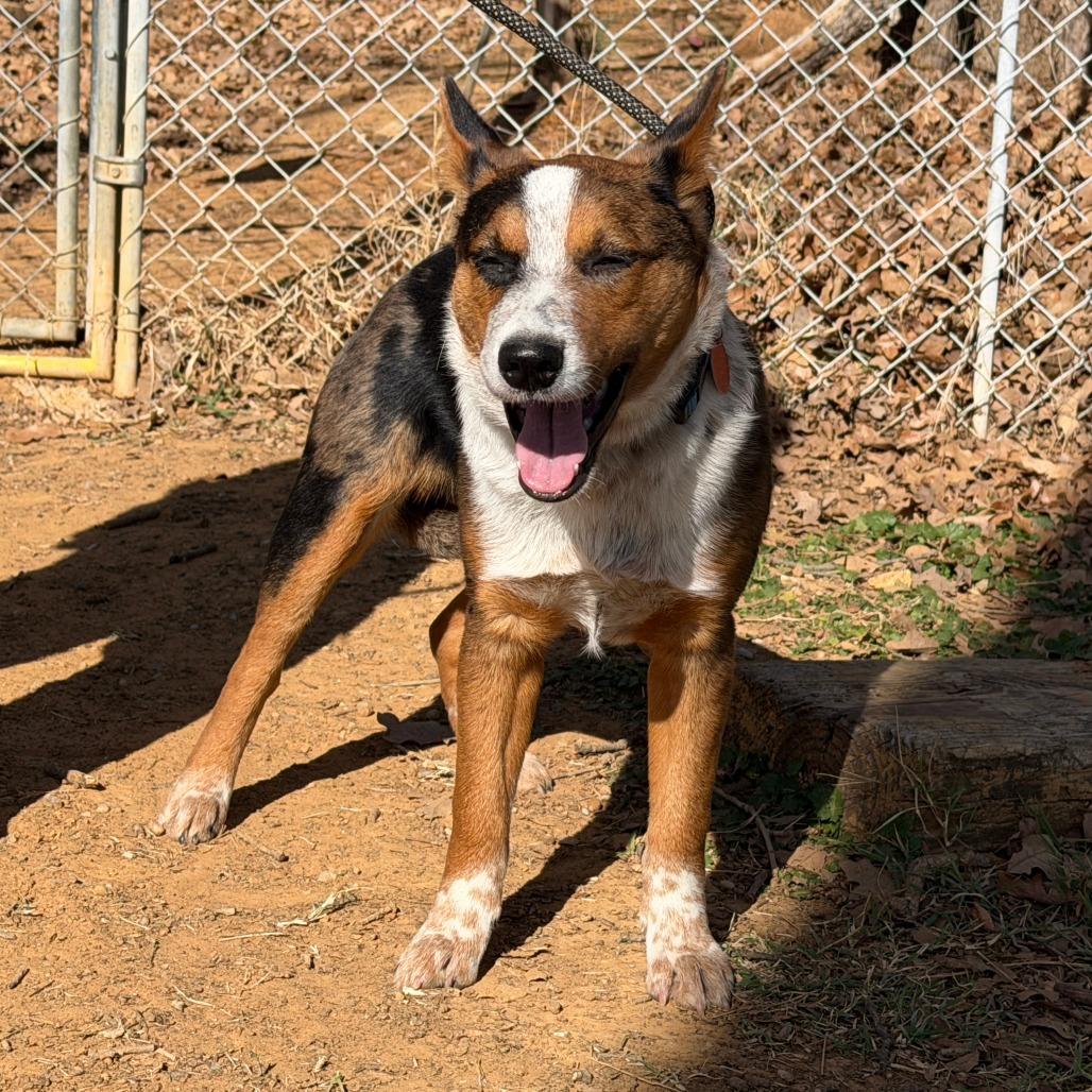 Enlarge Donnie, a Adoptable Australian Cattle Dog / Blue Heeler in Denison, TX image 2/4