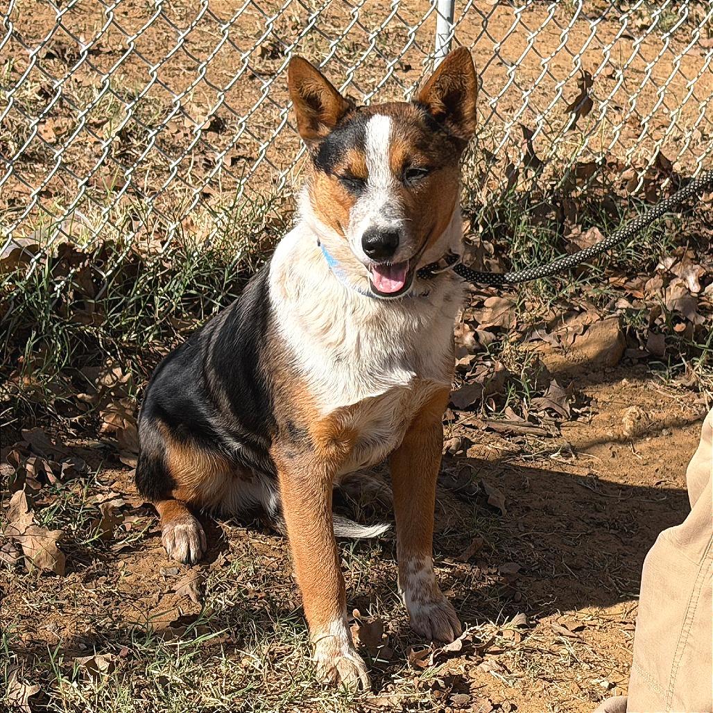 Enlarge Donnie, a Adoptable Australian Cattle Dog / Blue Heeler in Denison, TX image 3/4