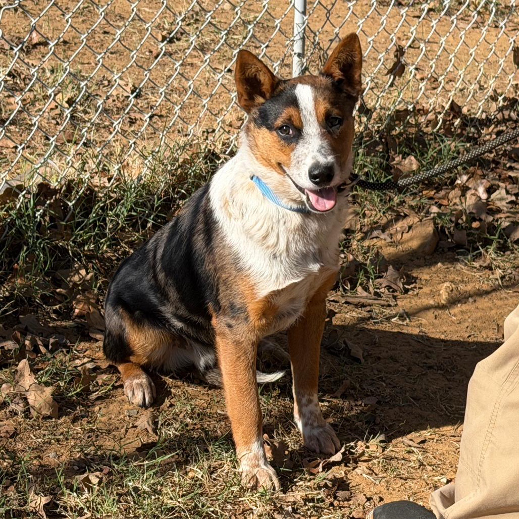 Enlarge Donnie, a Adoptable Australian Cattle Dog / Blue Heeler in Denison, TX image 4/4