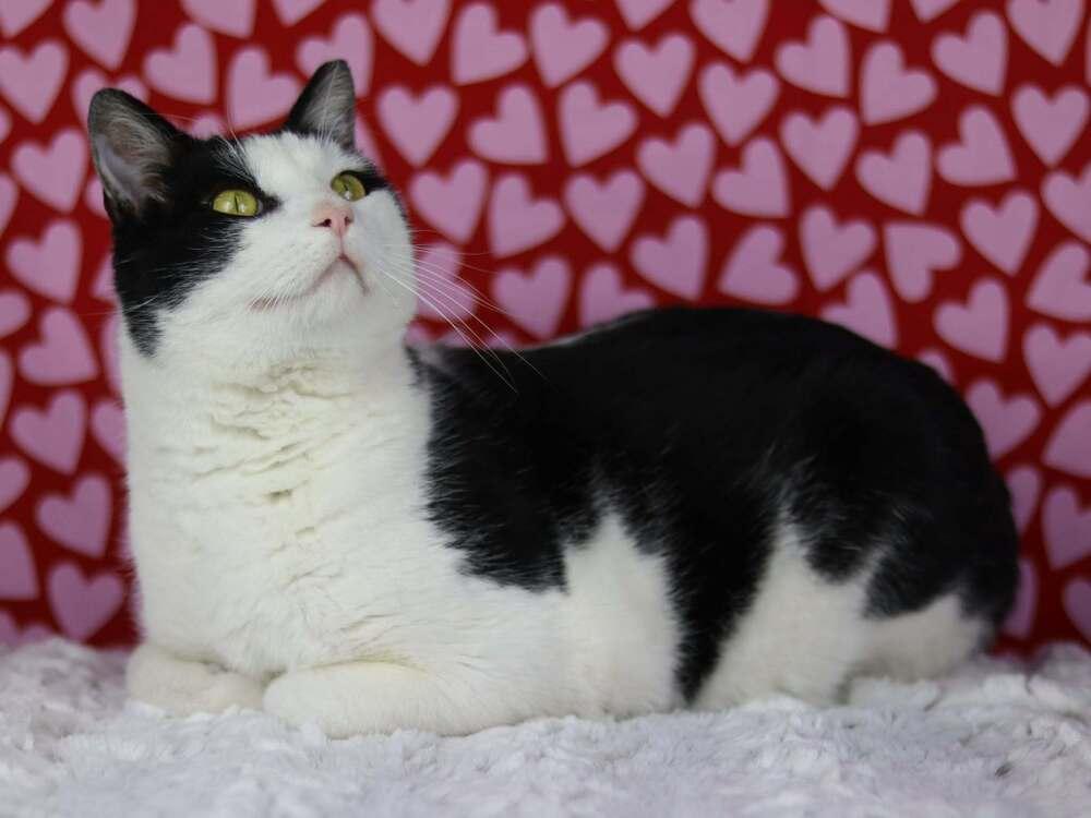 Mr. Fancy Balls, Adoptable, Adult Male Domestic Short Hair.