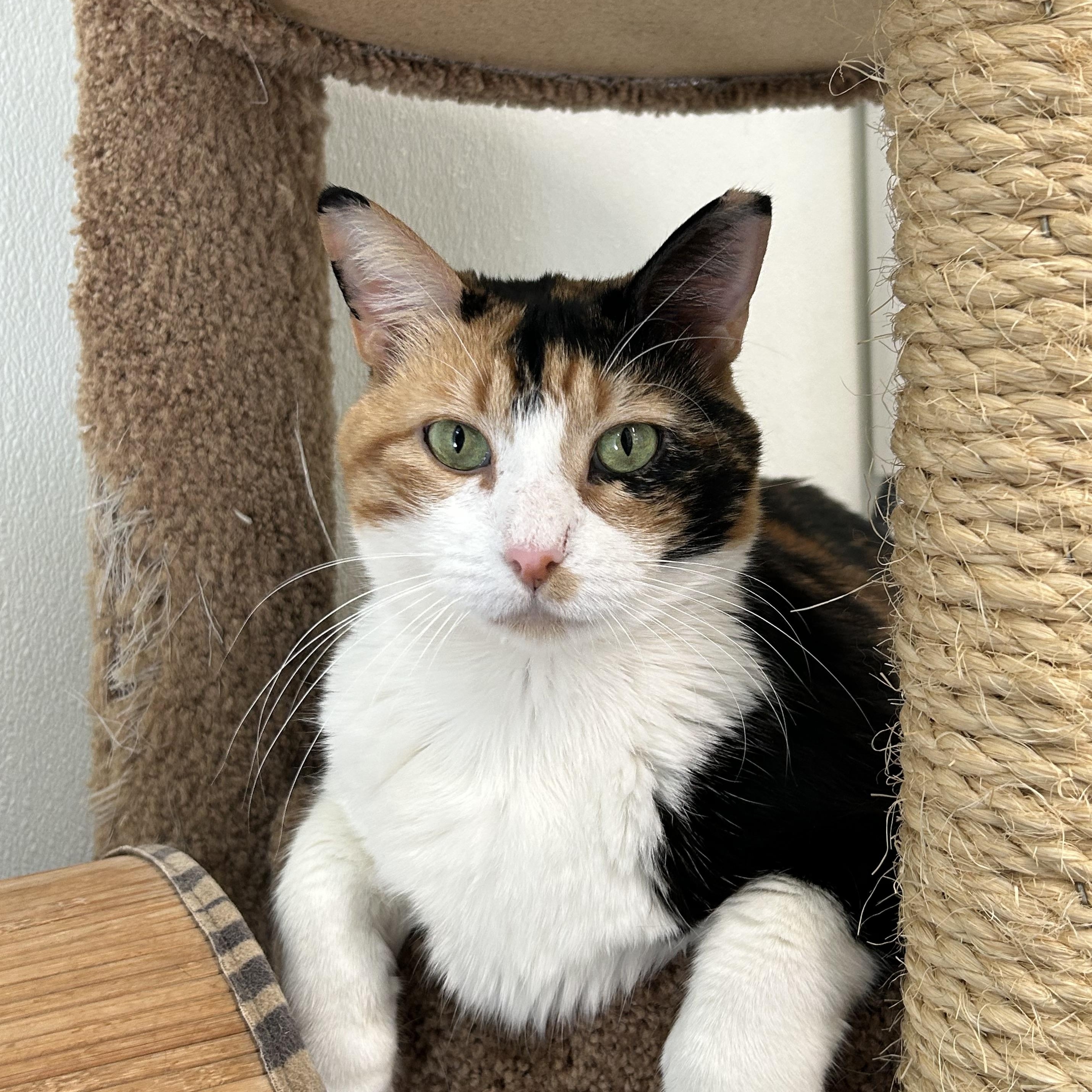 Abilene, Adoptable, Adult Female Domestic Short Hair.