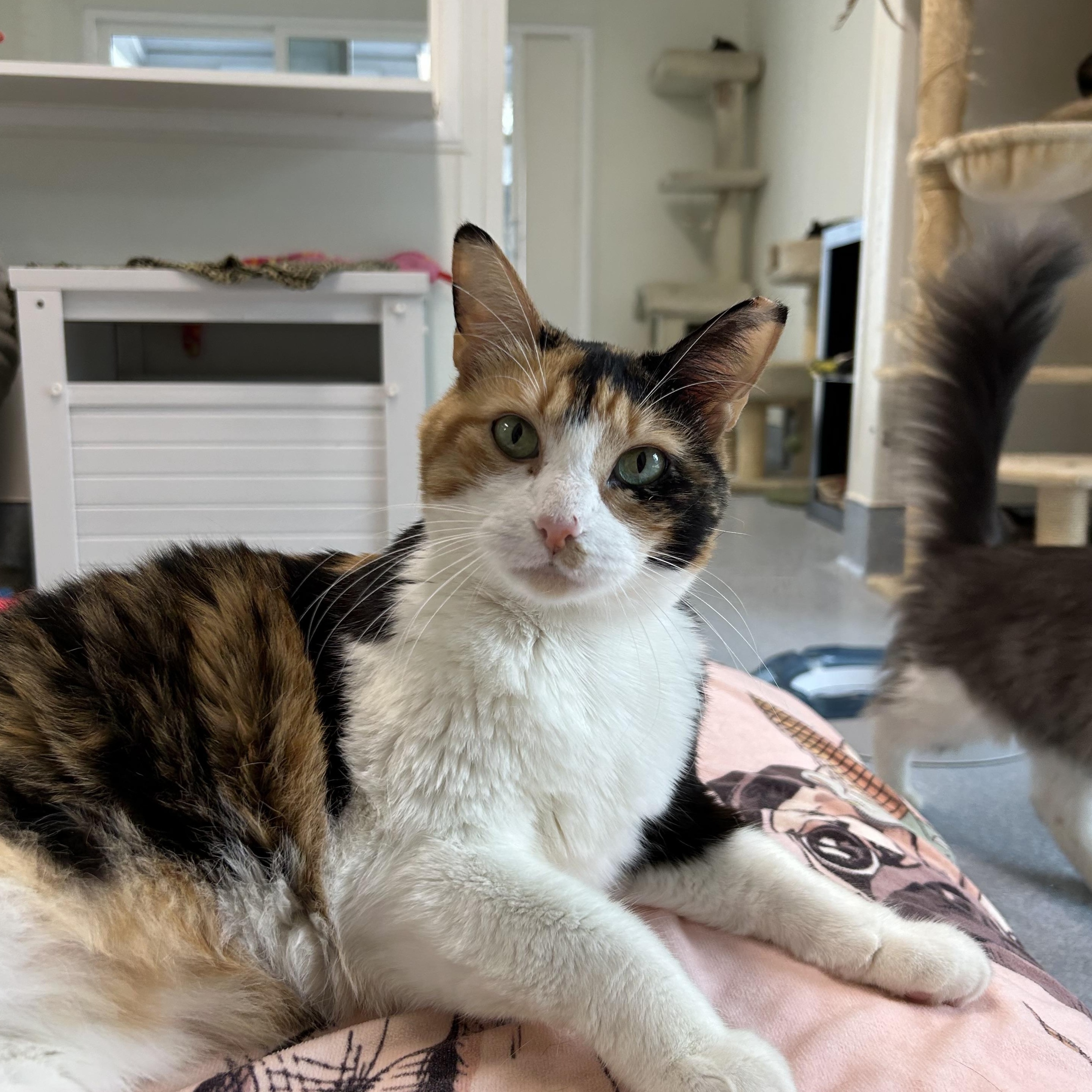 Abilene, Adoptable, Adult Female Domestic Short Hair.