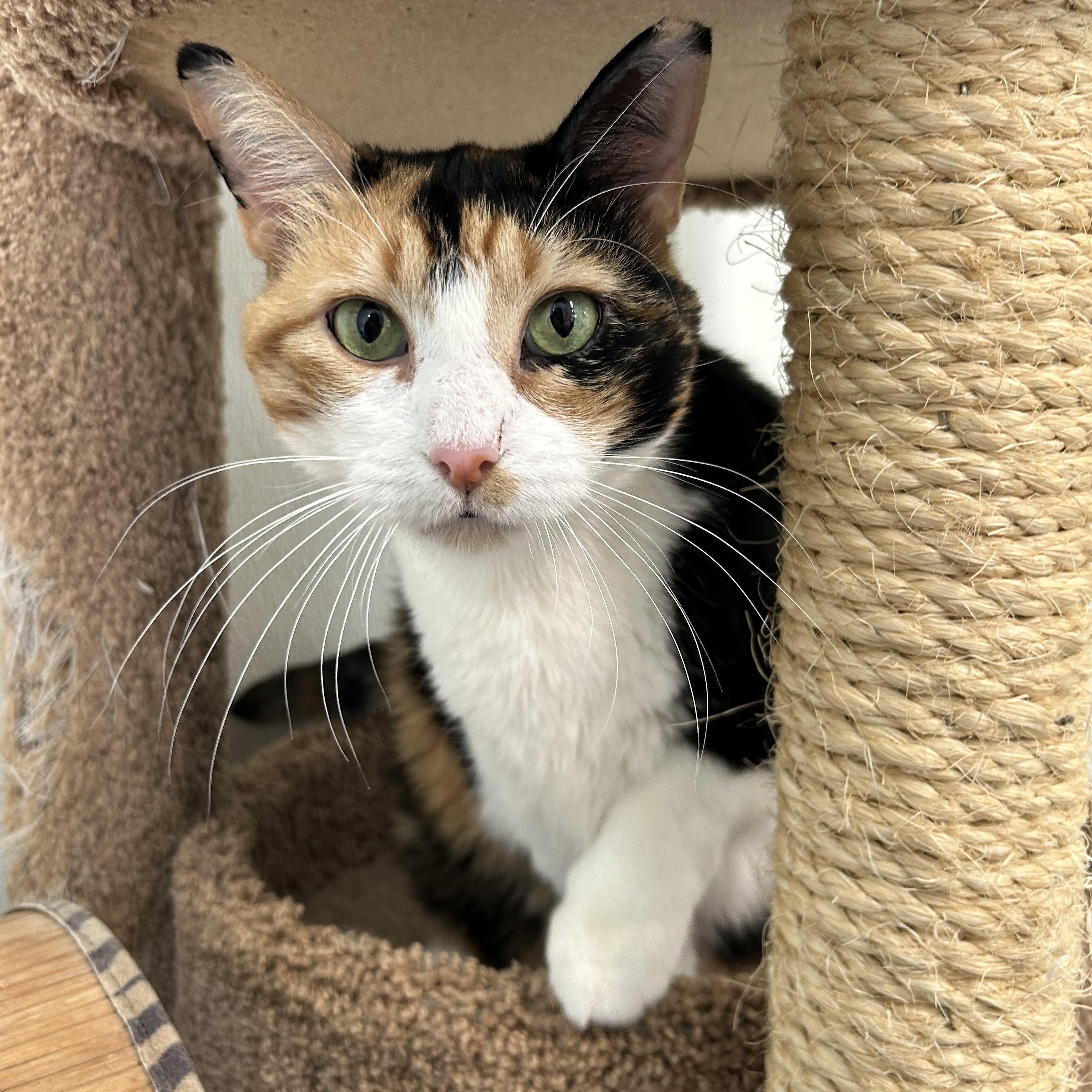 Enlarge Abilene, a Adoptable Domestic Short Hair in El Cajon, CA image 2/4