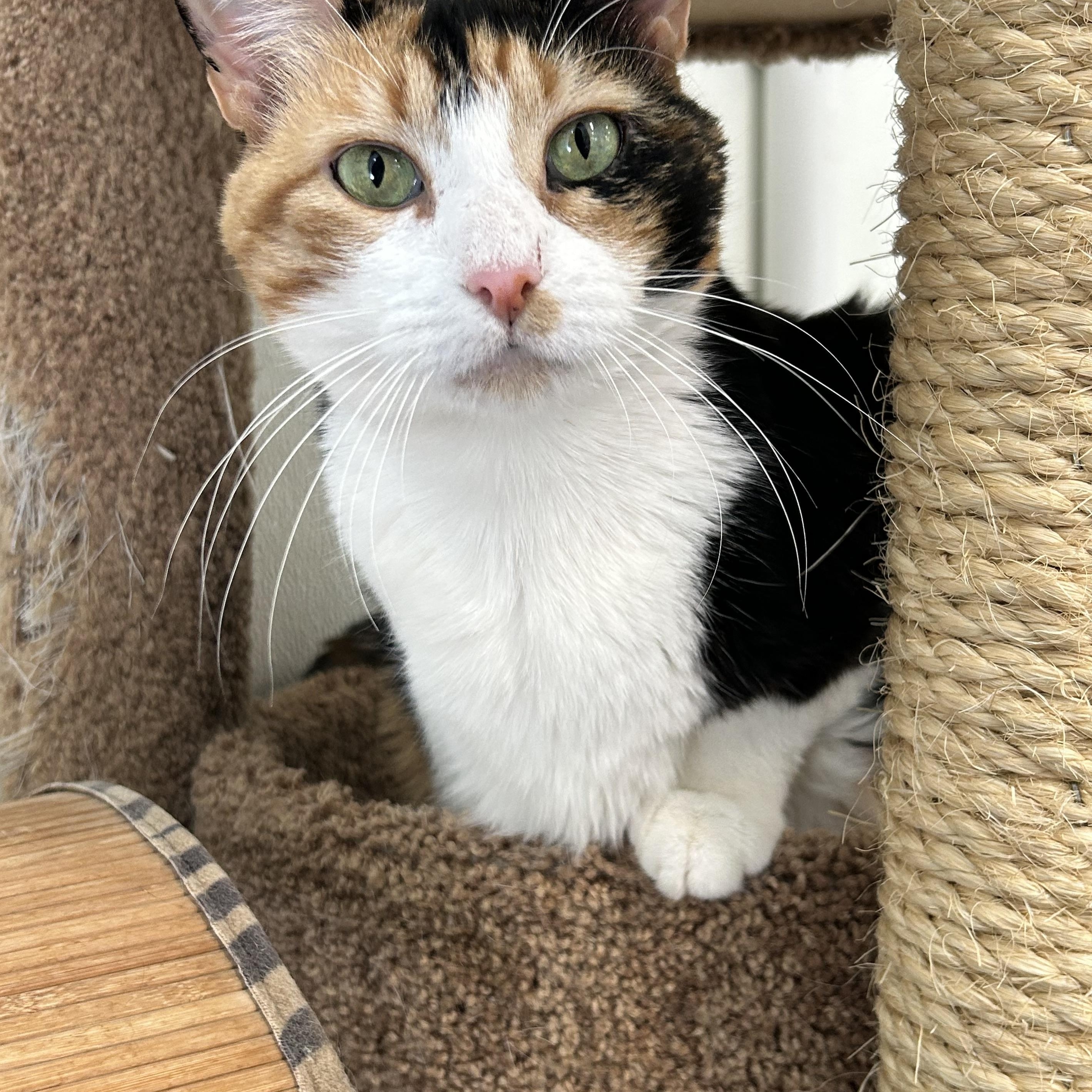 Enlarge Abilene, a Adoptable Domestic Short Hair in El Cajon, CA image 3/4