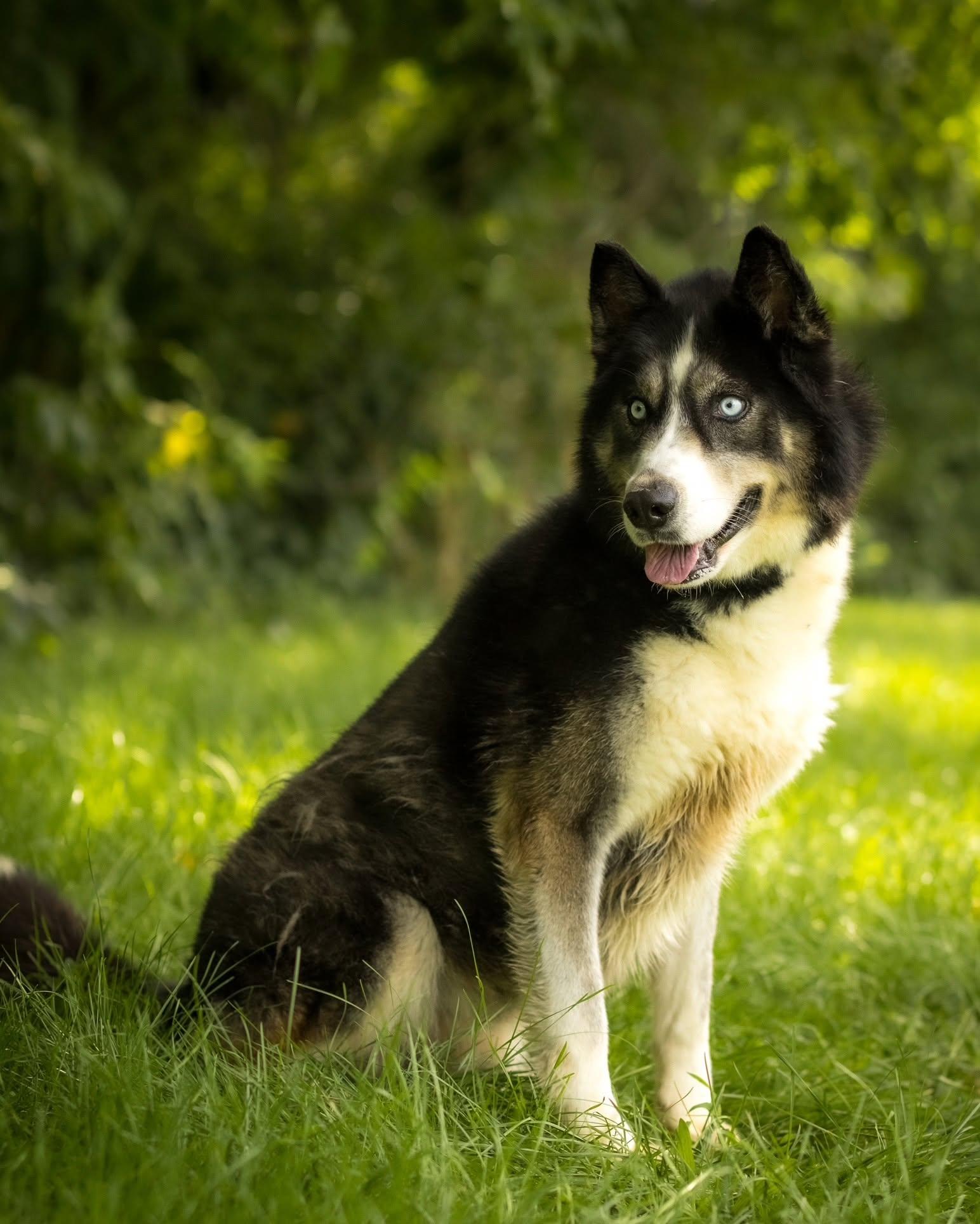 Enlarge FROZONE (0102), a ADOPTABLE Husky in Bridgeport, CT image 1/1