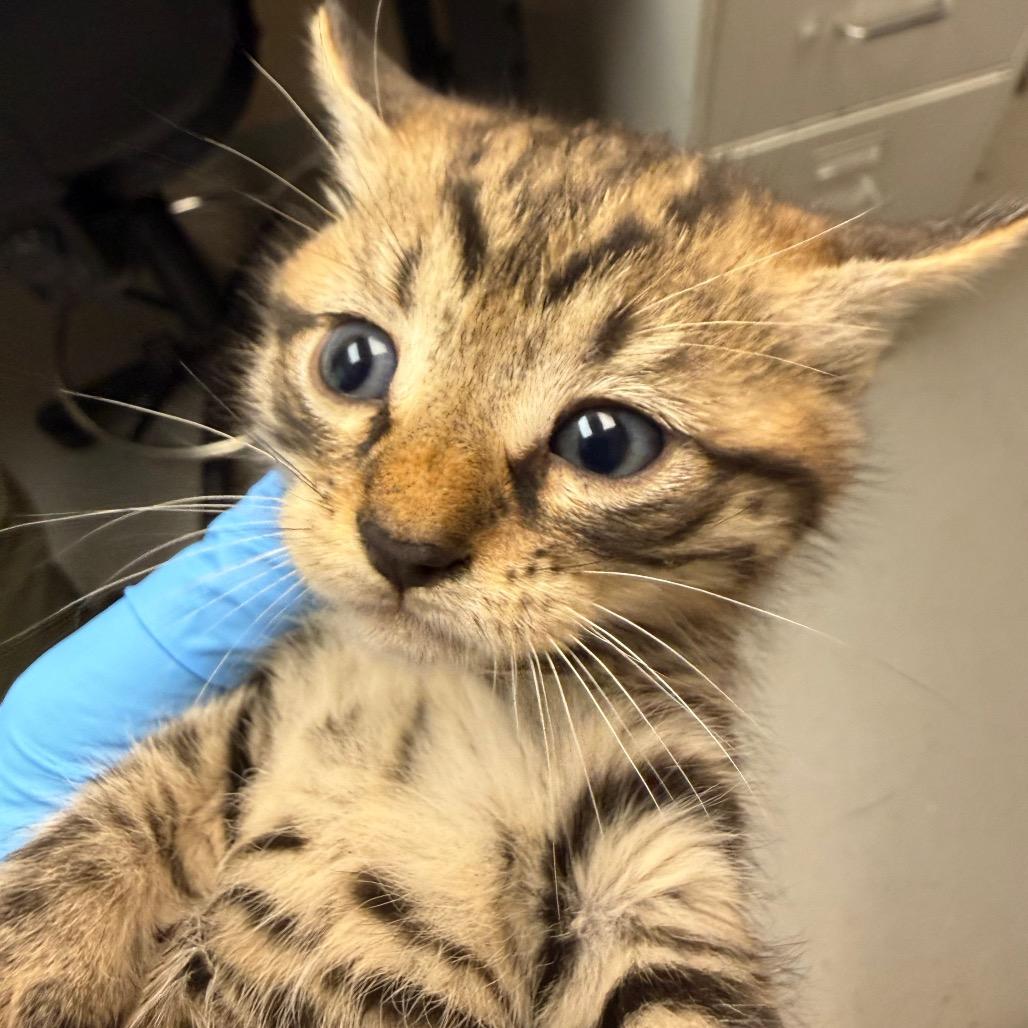 Stitch, Adoptable, Kitten Male Domestic Short Hair.