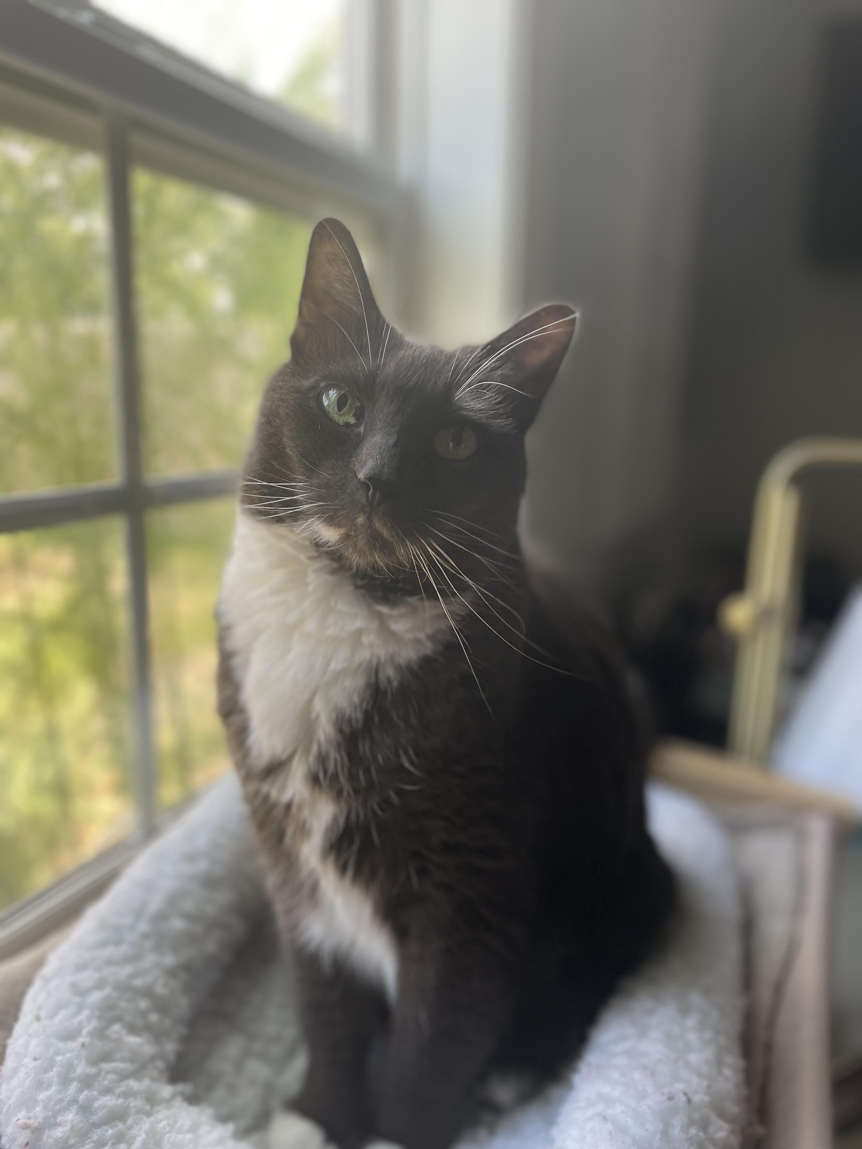 Lola, adoptable, Senior Female Domestic Short Hair.