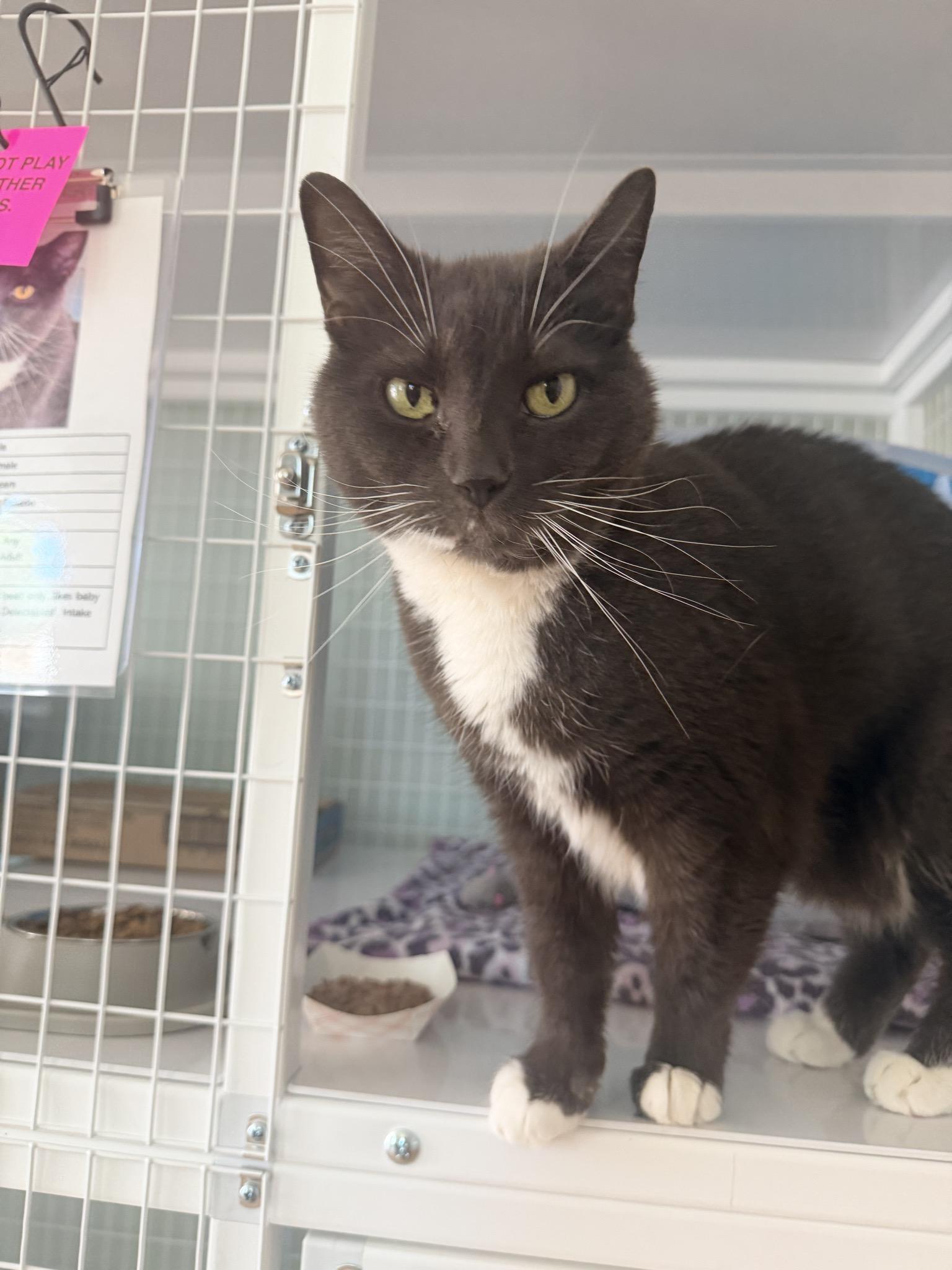 Lola, adoptable, Senior Female Domestic Short Hair.