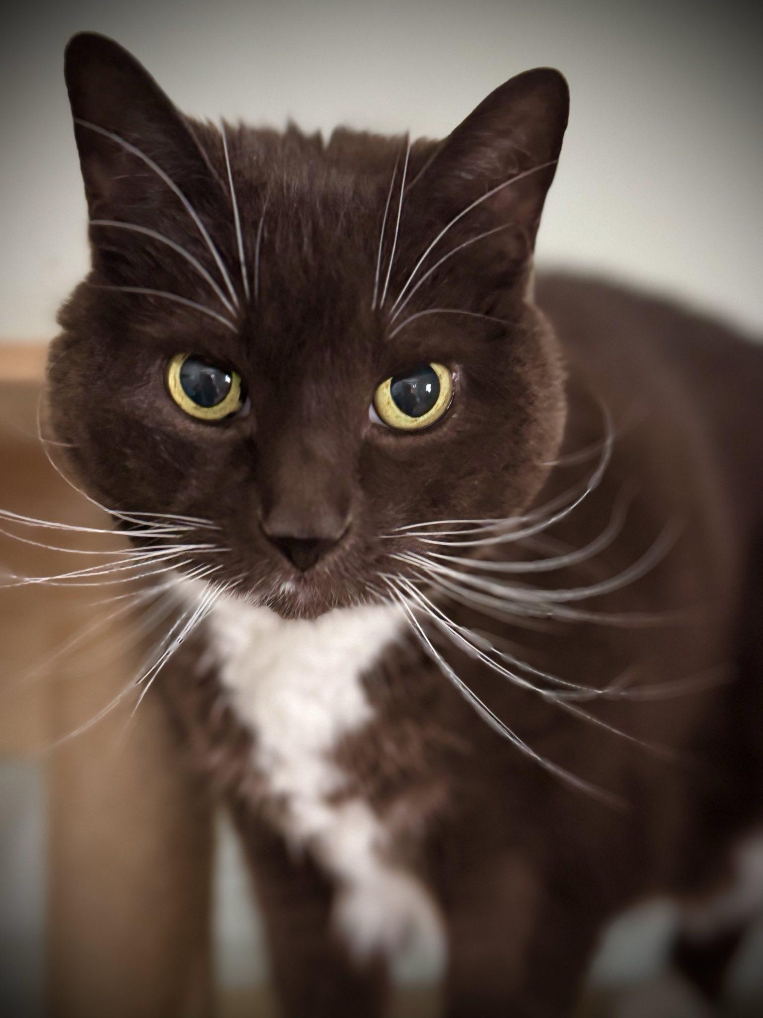 Lola, an adoptable Domestic Short Hair in Suffolk, VA image 2/5