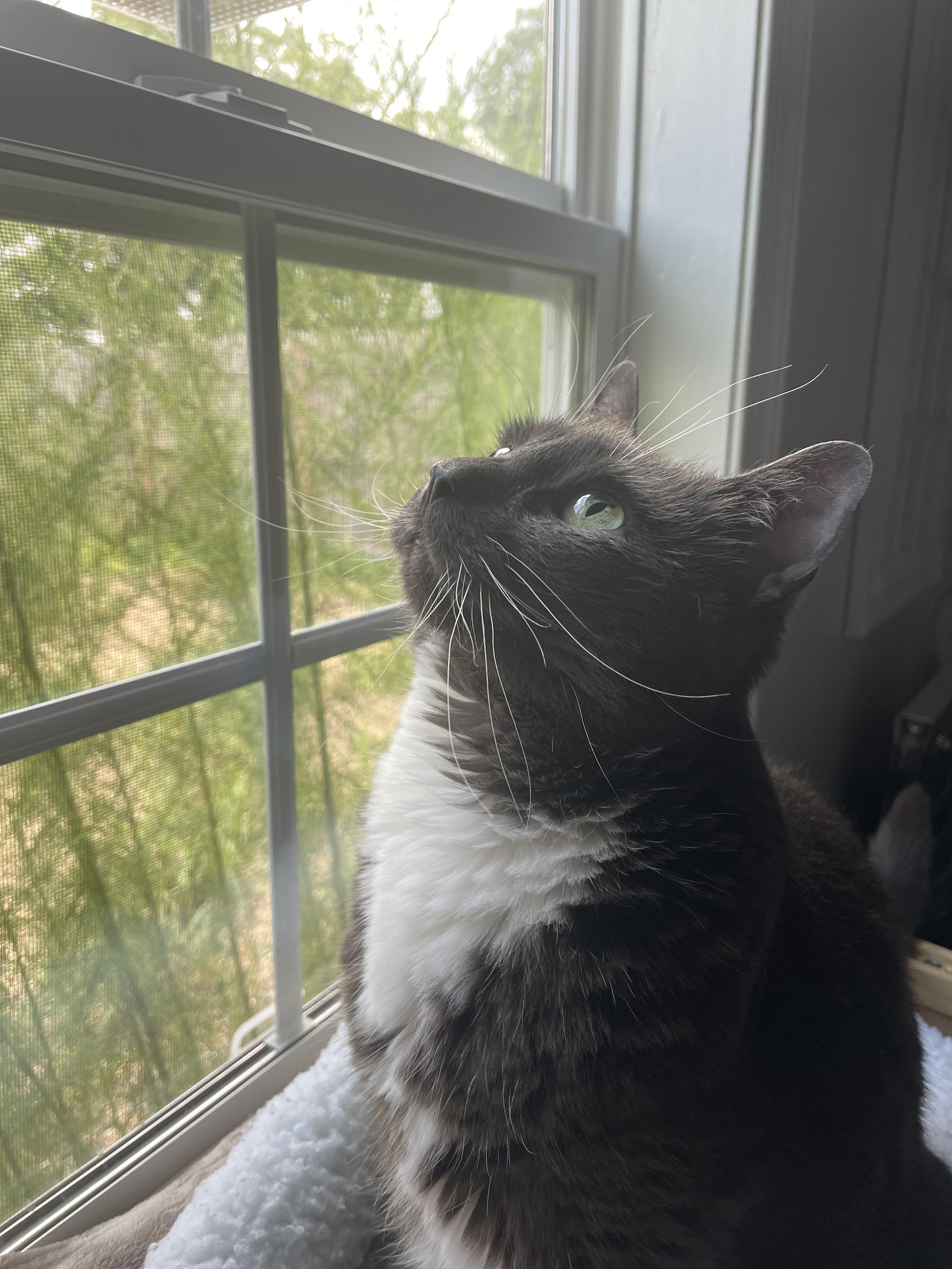 Lola, an adoptable Domestic Short Hair in Suffolk, VA image 3/5