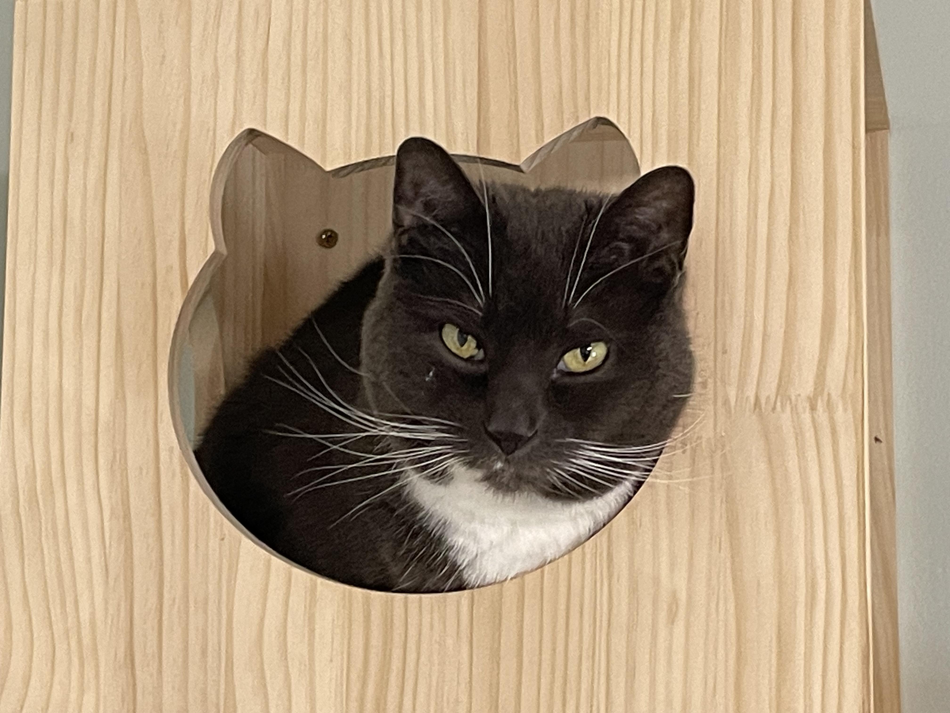 Lola, an adoptable Domestic Short Hair in Suffolk, VA image 4/5