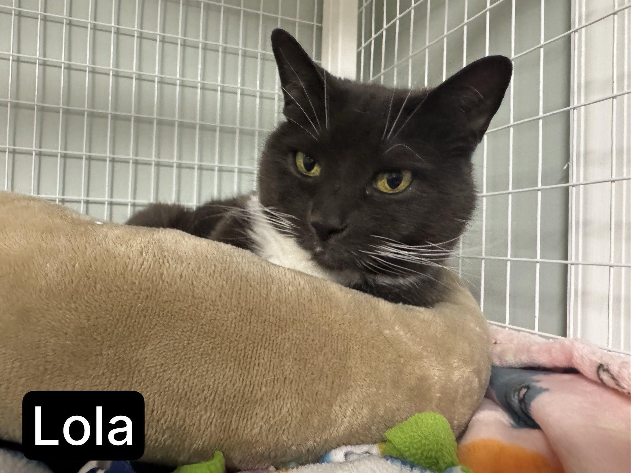 Lola, an adoptable Domestic Short Hair in Suffolk, VA image 5/5