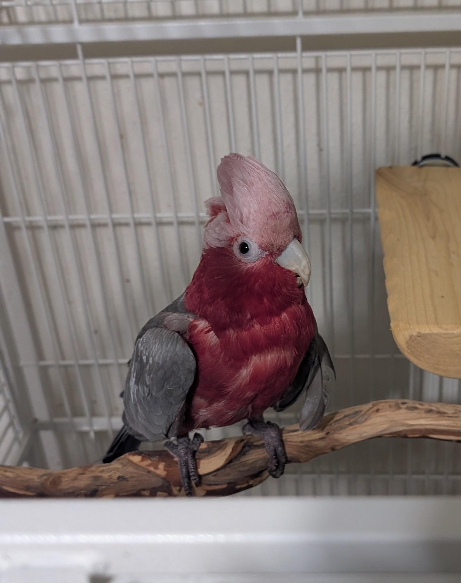 Rose-Breasted Cockatoo Ziva 20 YO F -4 Men-, ADOPTABLE, Adult Female Cockatoo.