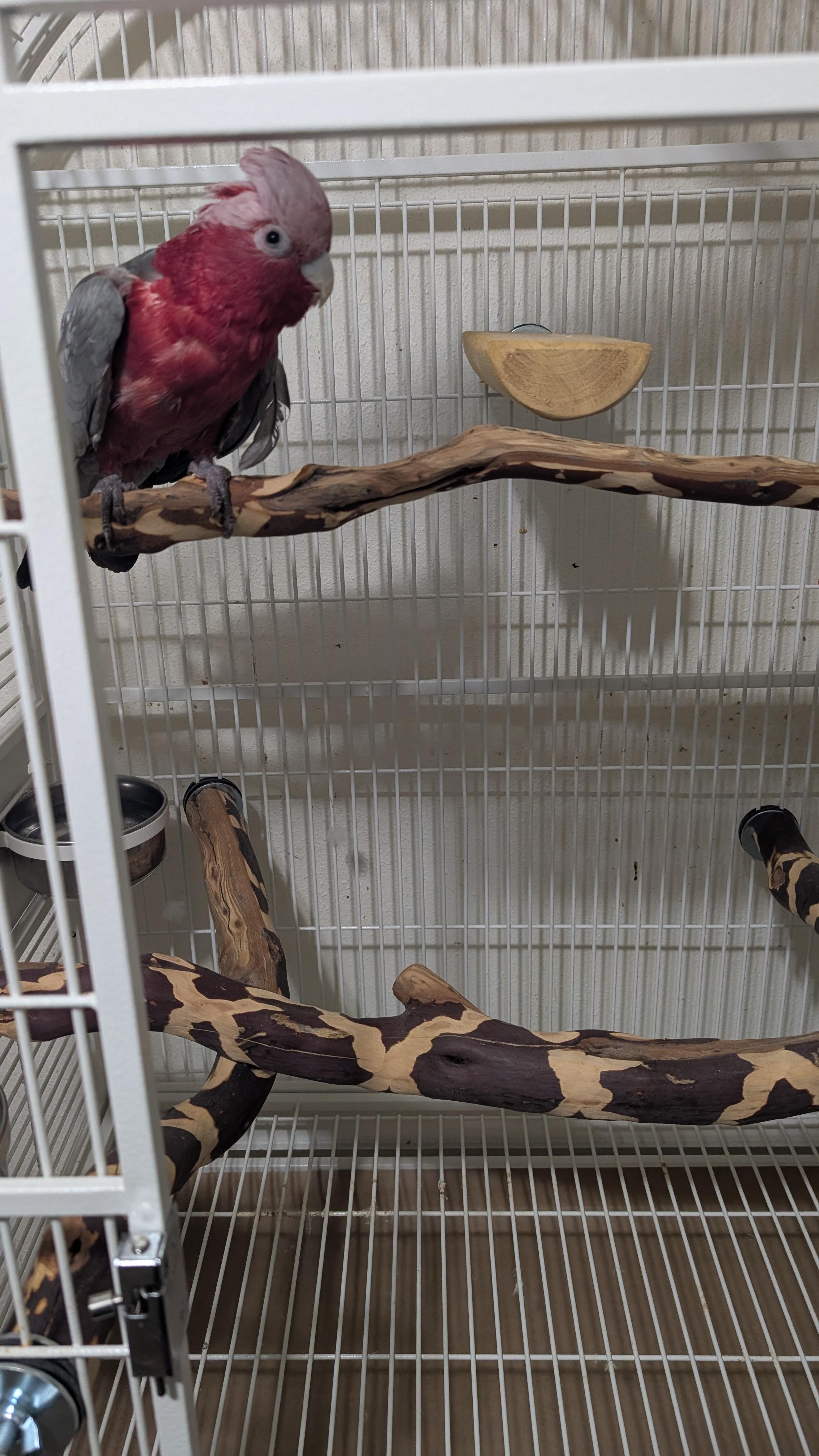 Rose-Breasted Cockatoo Ziva 20 YO F -4 Men-, a ADOPTABLE Cockatoo in Vancouver, WA image 3/6