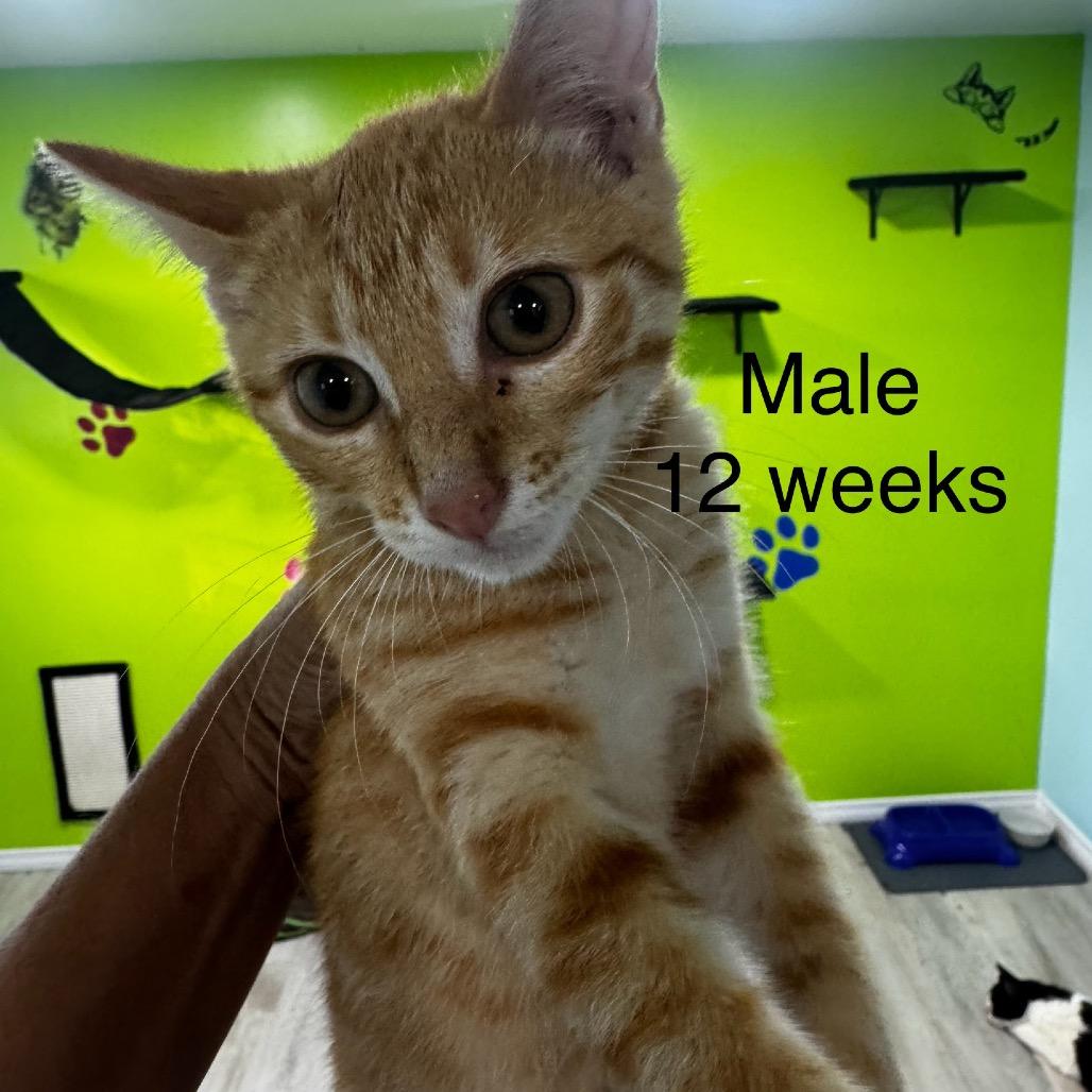 Enlarge Leo, a Adoptable Domestic Short Hair in West Plains, MO image 1/2