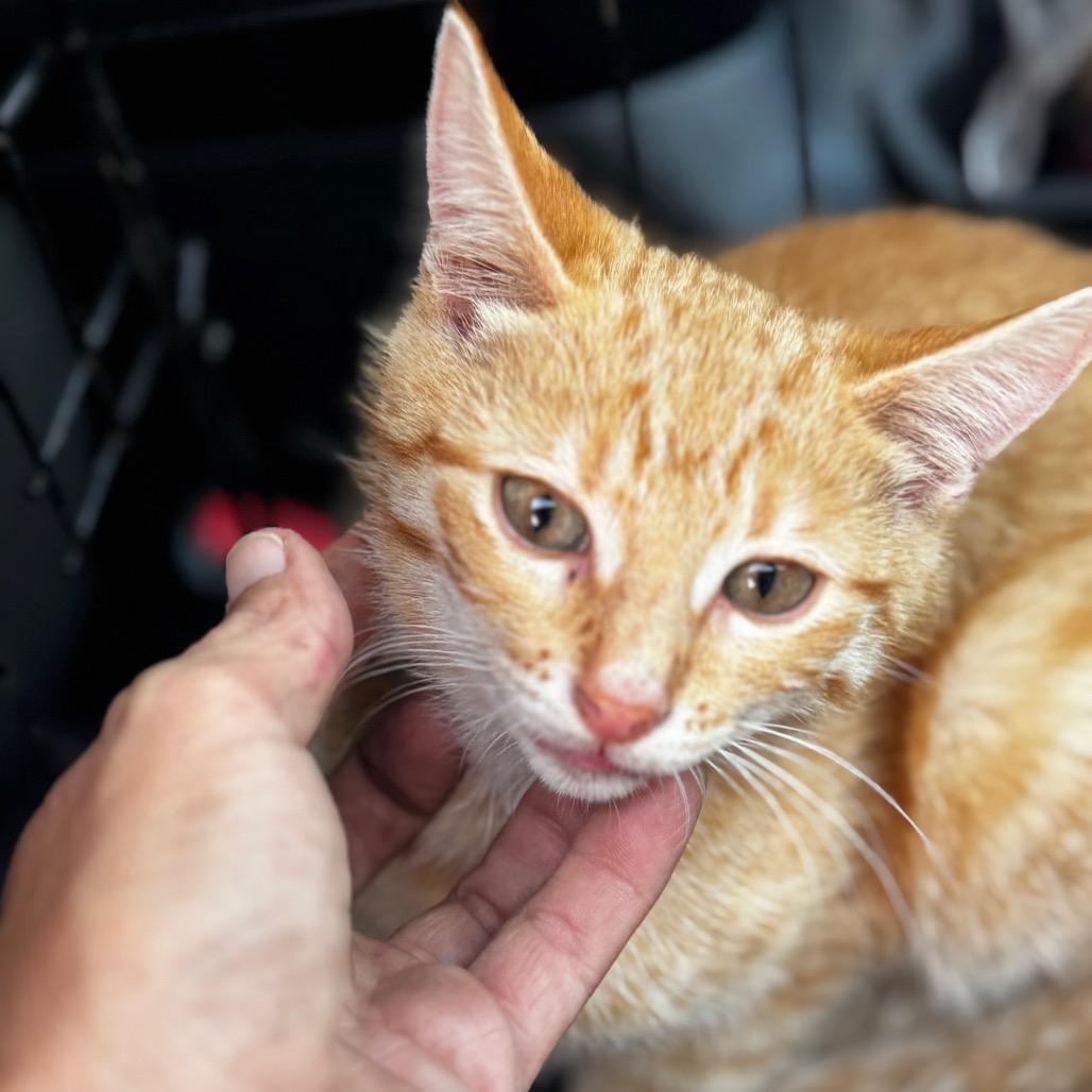 Enlarge Leo, a Adoptable Domestic Short Hair in West Plains, MO image 2/2
