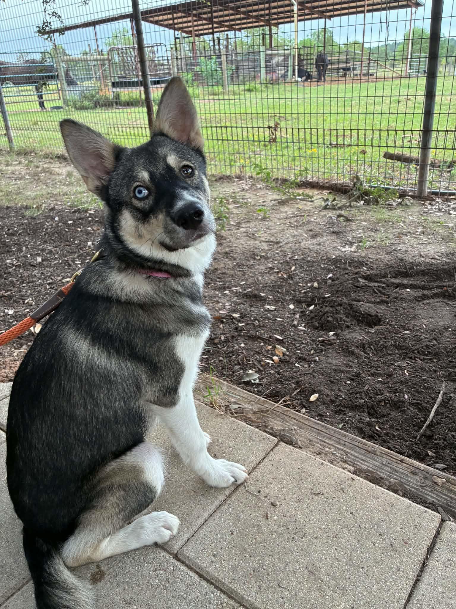 Enlarge Elsa, a Adopted mixed breed in Blairstown, NJ image 1/4