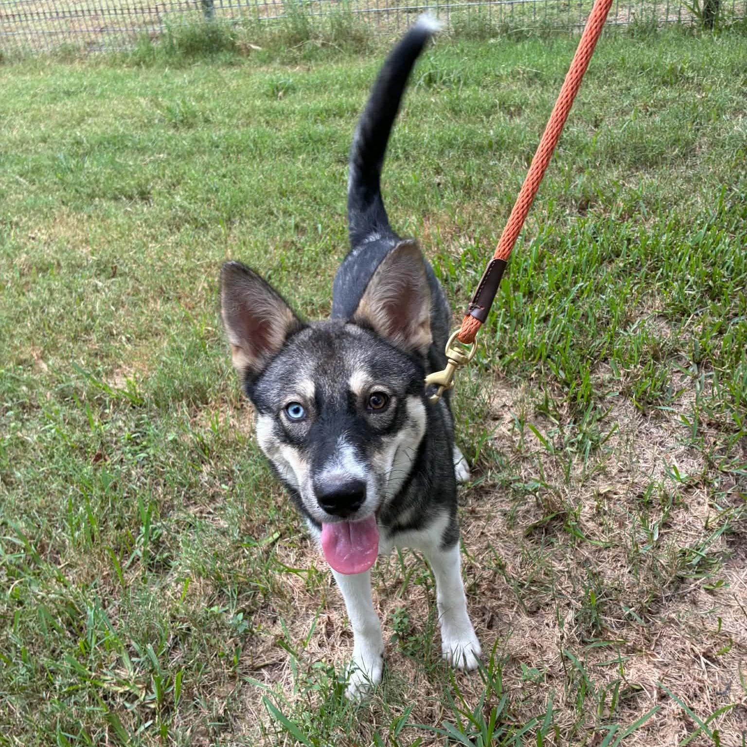 Enlarge Elsa, a Adopted mixed breed in Blairstown, NJ image 2/4