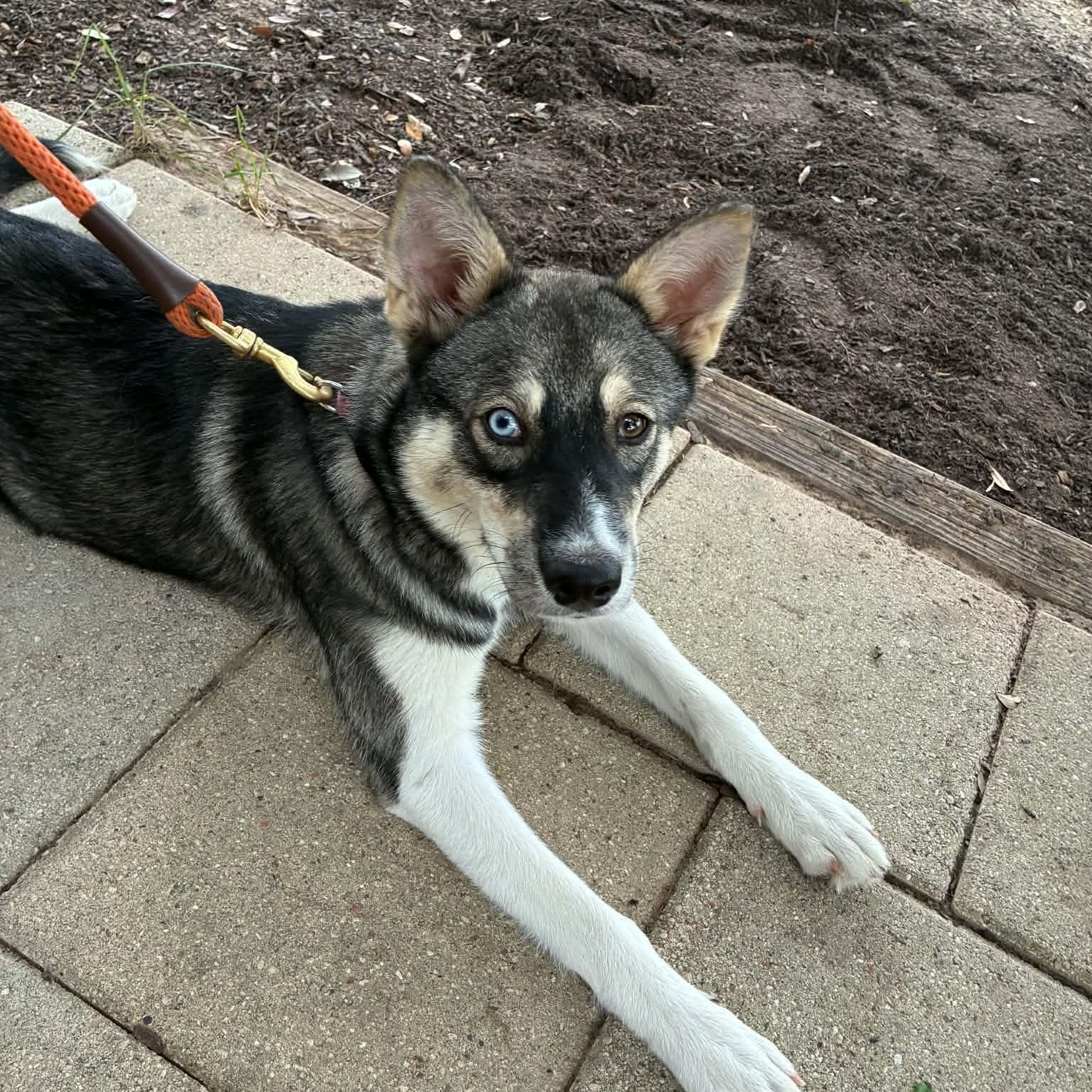 Enlarge Elsa, a Adopted mixed breed in Blairstown, NJ image 3/4
