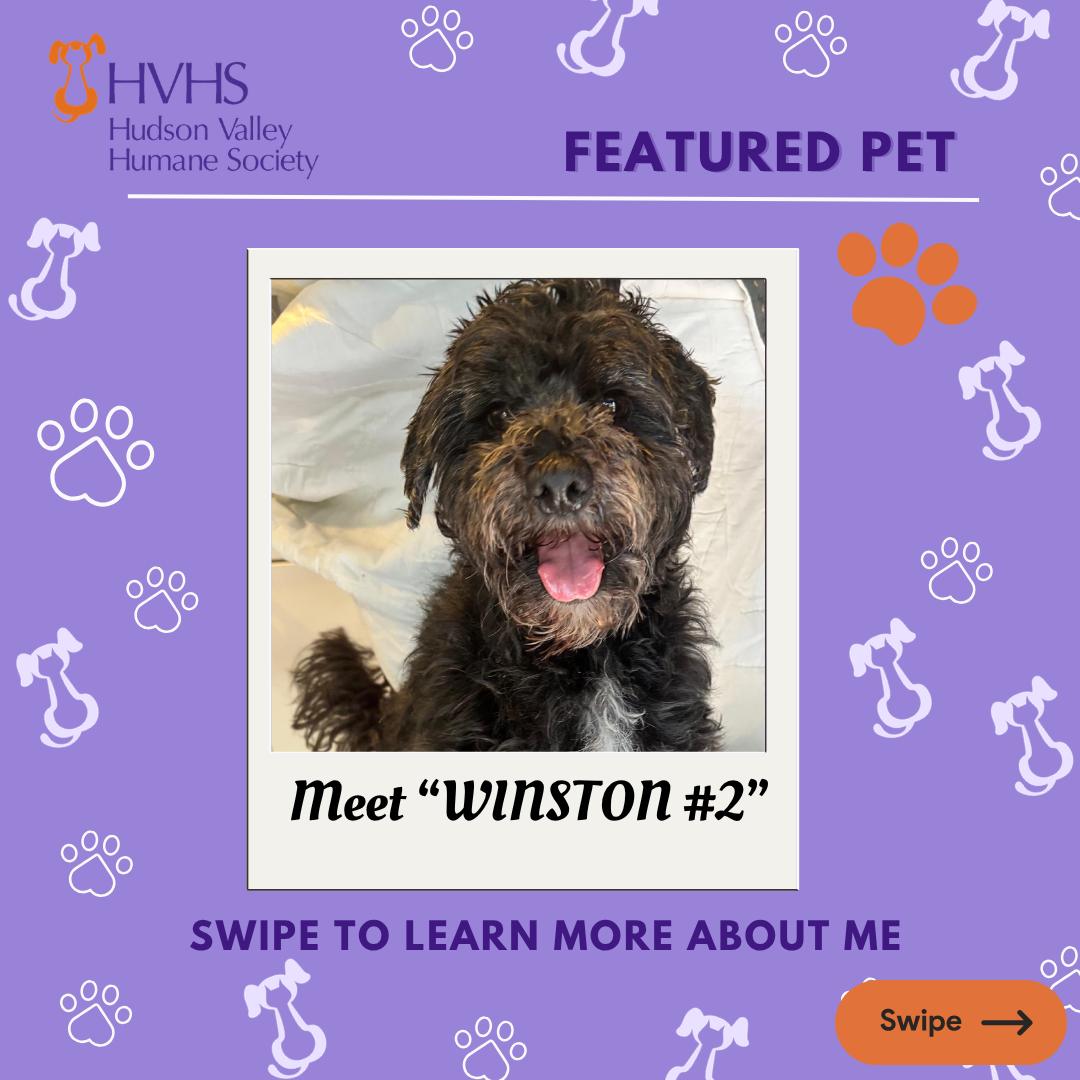 WINSTON 2, adopted, Young Male Miniature Poodle.