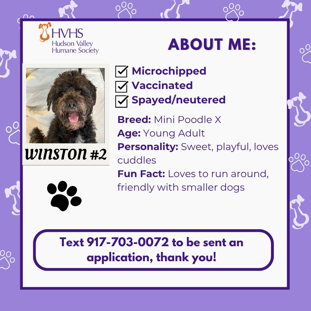 WINSTON 2, an adopted mixed breed in Pomona, NY image 2/2