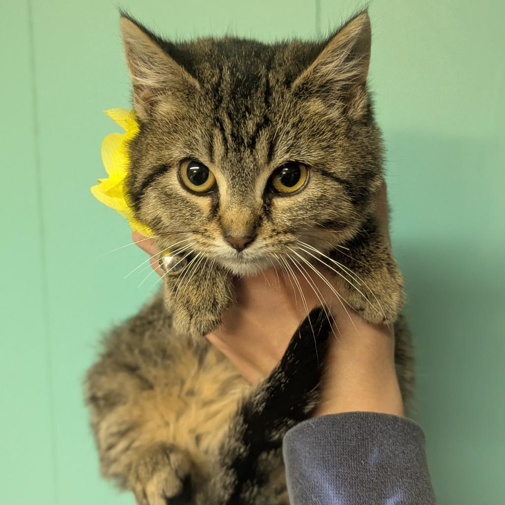 Cinnamon thumbnail 3