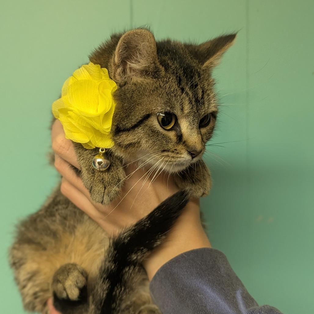 Cinnamon thumbnail 4