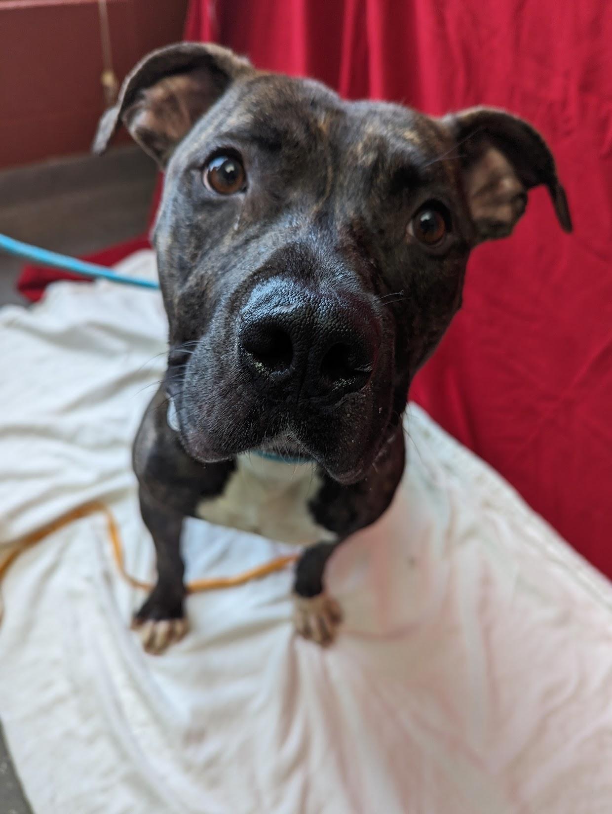 Enlarge Banjo, a Adoptable mixed breed in Valparaiso, IN image 3/3