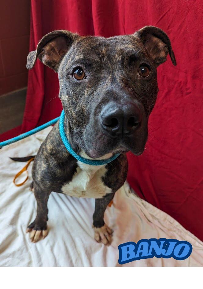 Banjo, Adoptable, Young Male American Staffordshire Terrier.