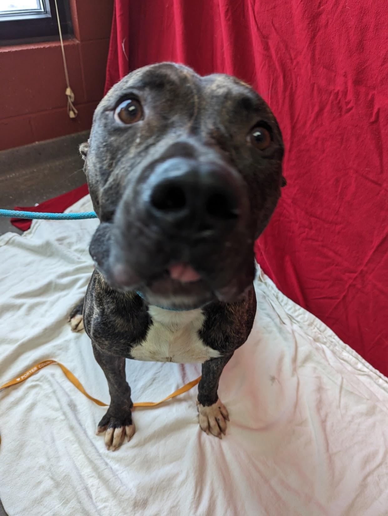 Enlarge Banjo, a Adoptable mixed breed in Valparaiso, IN image 2/3
