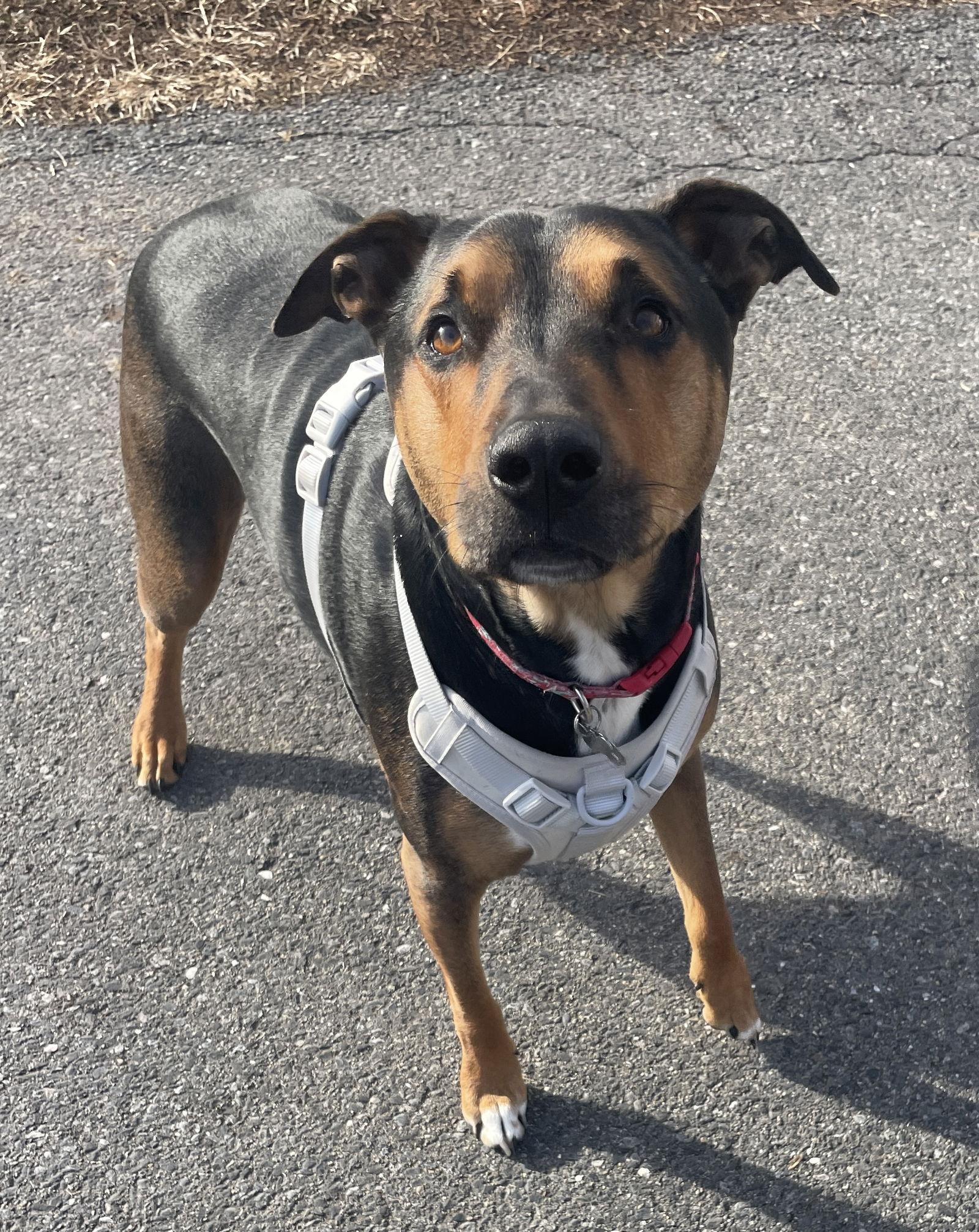 Woody, Adopted, Puppy Male Hound.