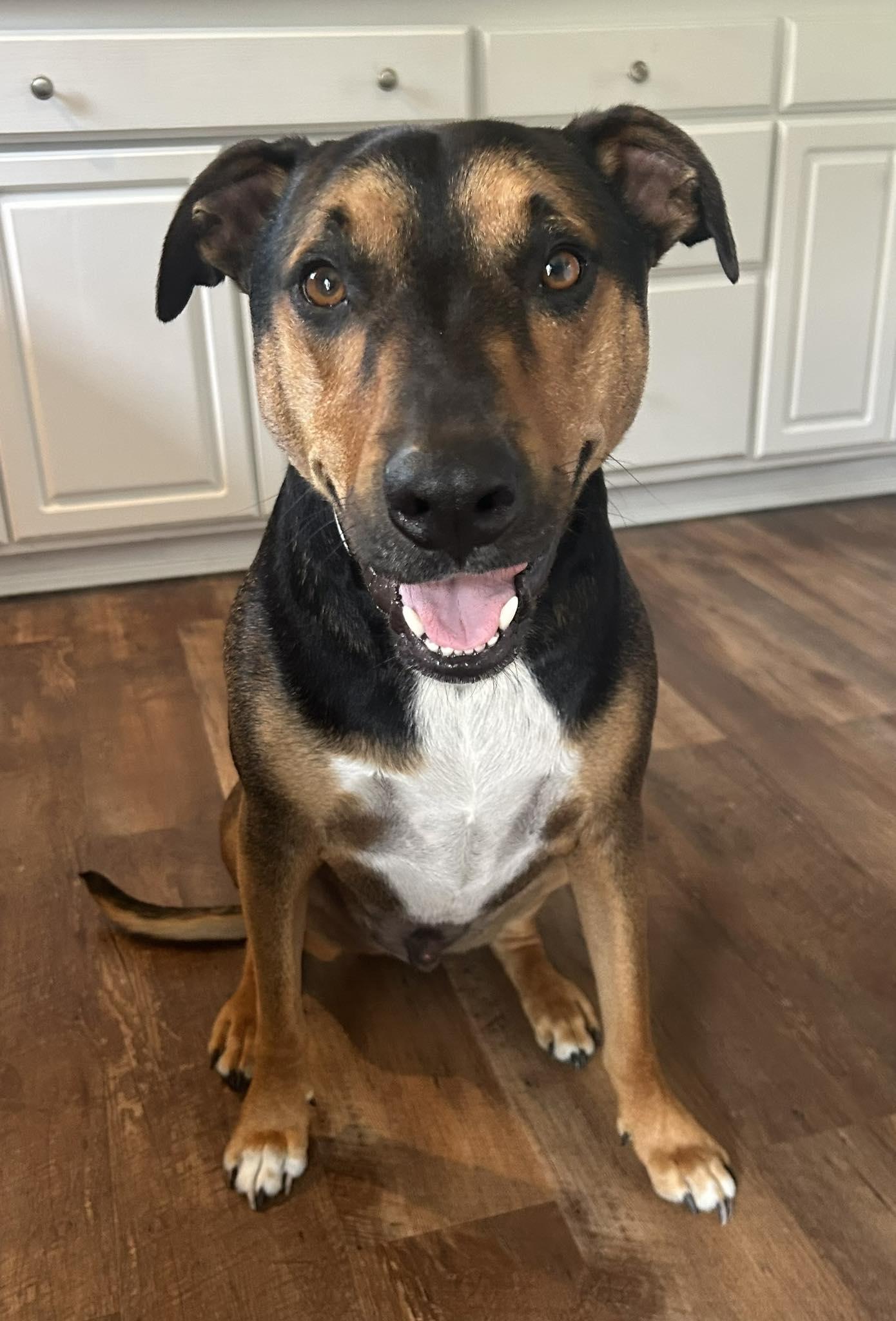 Enlarge Woody, a Adopted Hound in Chester, NJ image 3/3