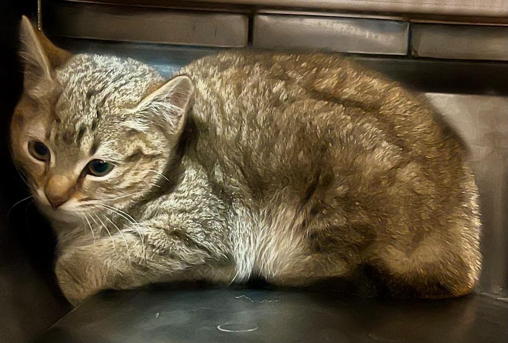 Matlock, Adoptable, Kitten Female Domestic Short Hair.