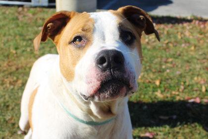 Aries, Adoptable, Senior Male Terrier & Mixed Breed.