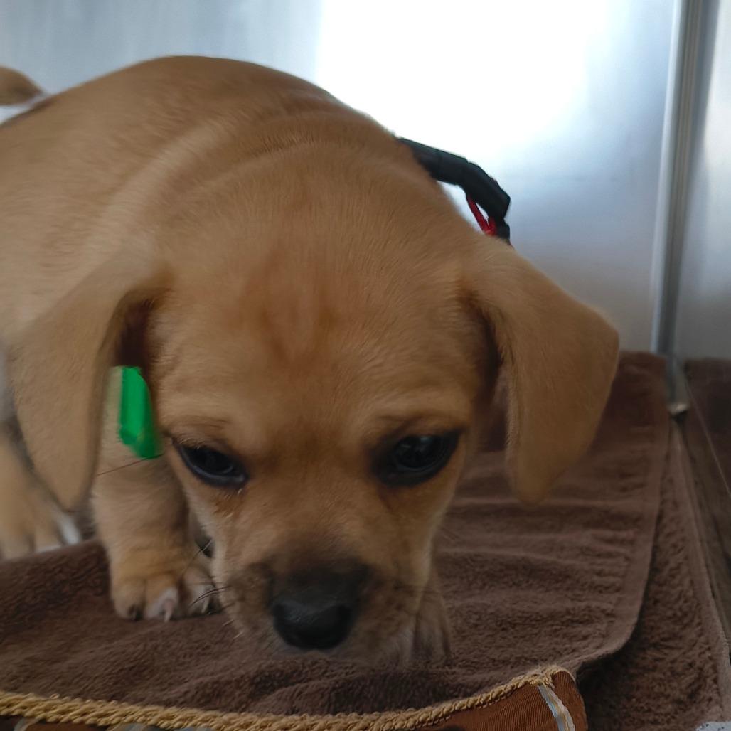 Logan, Adoptable, Puppy Male Mixed Breed.