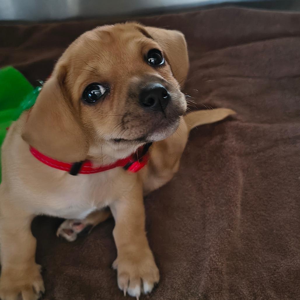 Enlarge Logan, a Adoptable Mixed Breed in Othello, WA image 2/3