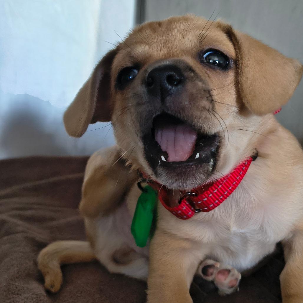 Enlarge Logan, a Adoptable Mixed Breed in Othello, WA image 3/3