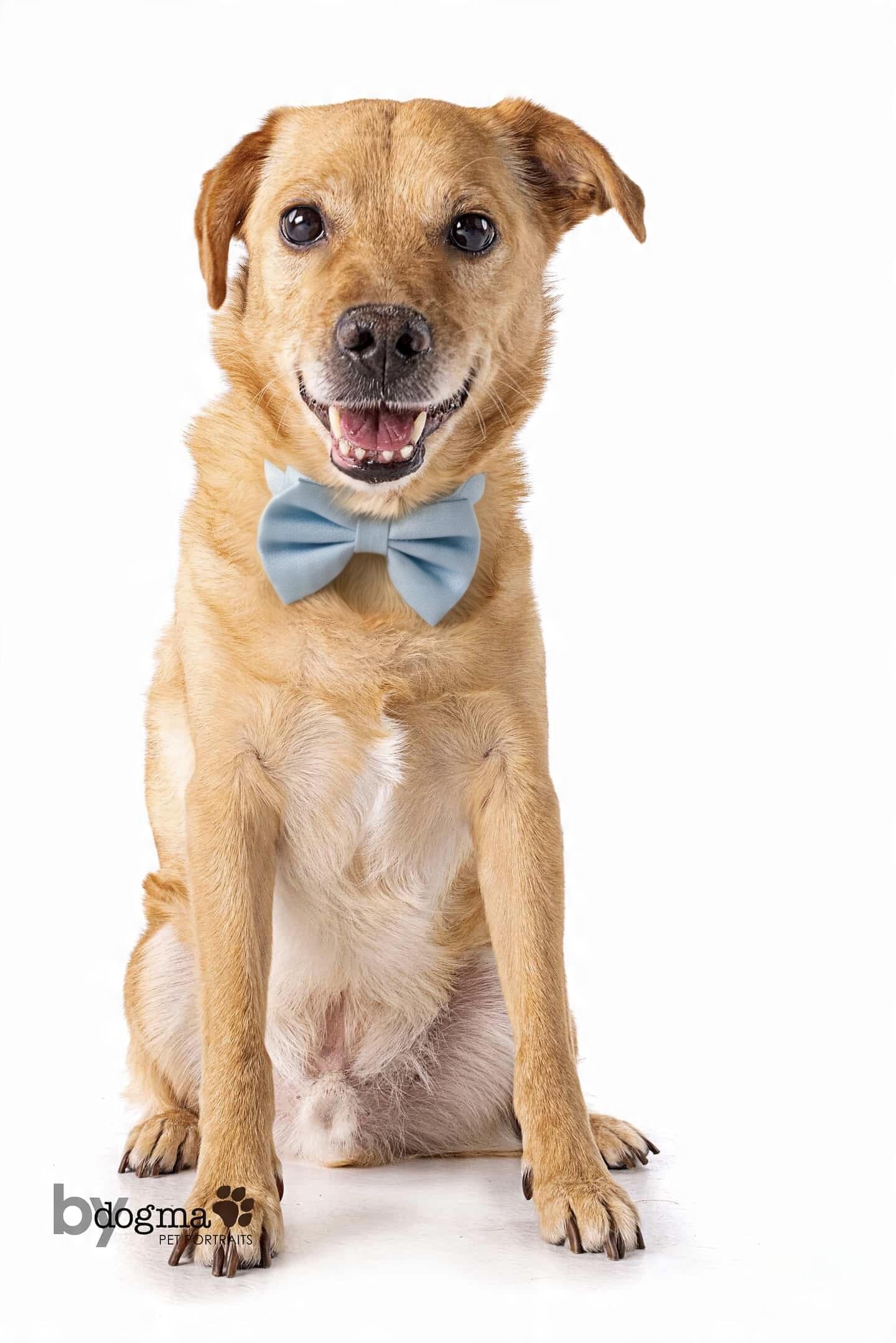 Enlarge Apollo, a Adoptable mixed breed in Corona Del Mar, CA image 3/4