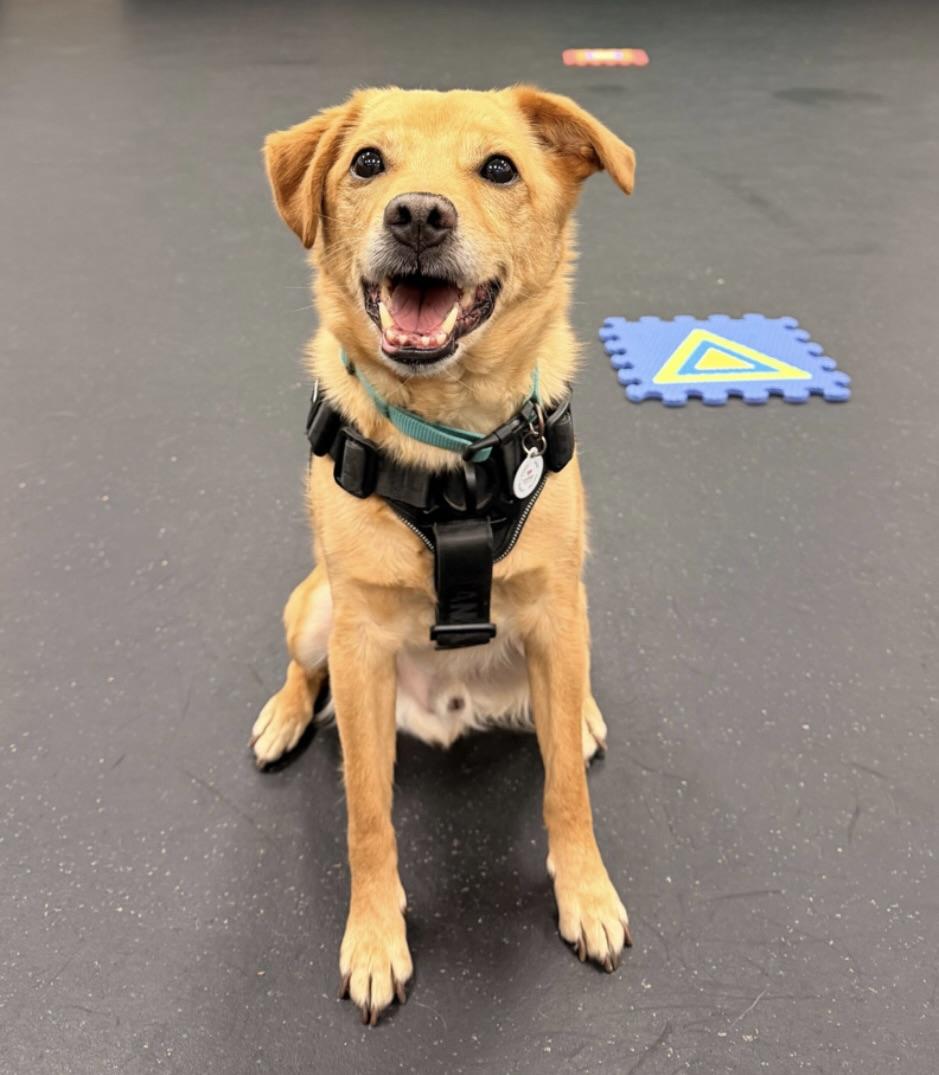 Enlarge Apollo, a Adoptable mixed breed in Corona Del Mar, CA image 2/4
